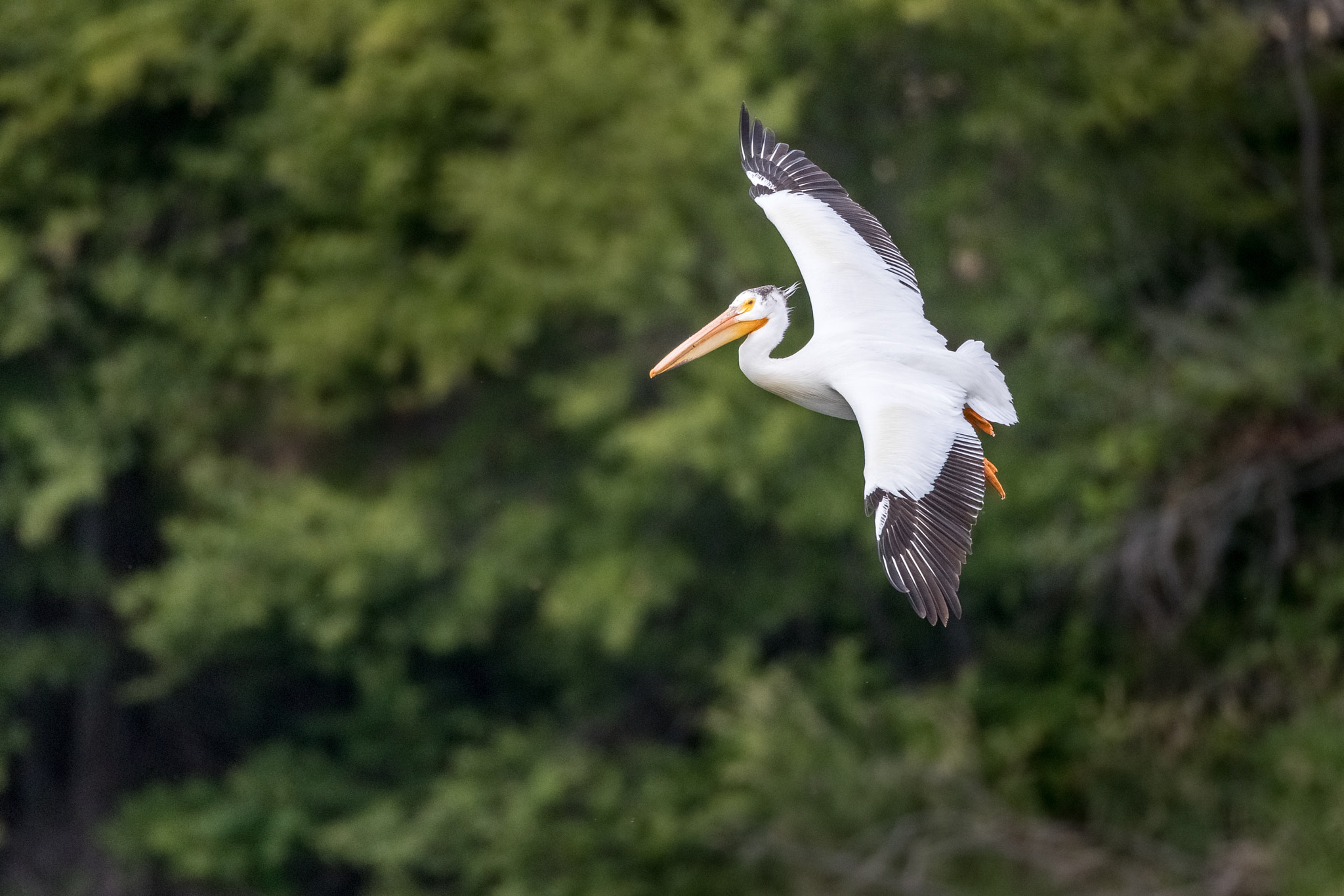 Canon EF 800mm F5.6L IS USM sample photo. White pelican in flight photography