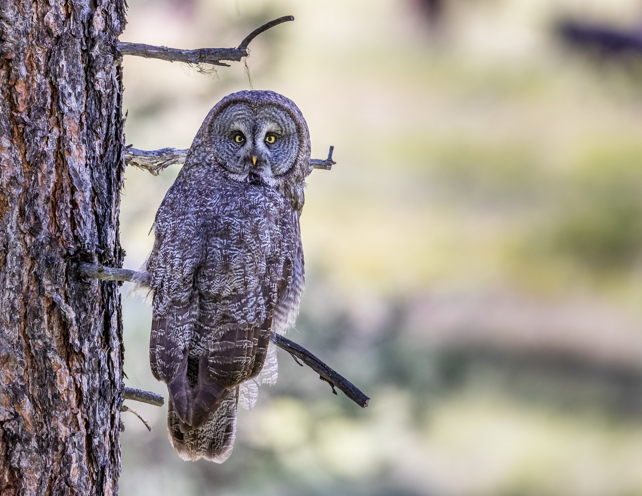 Canon EF 800mm F5.6L IS USM sample photo. Great gray owl photography