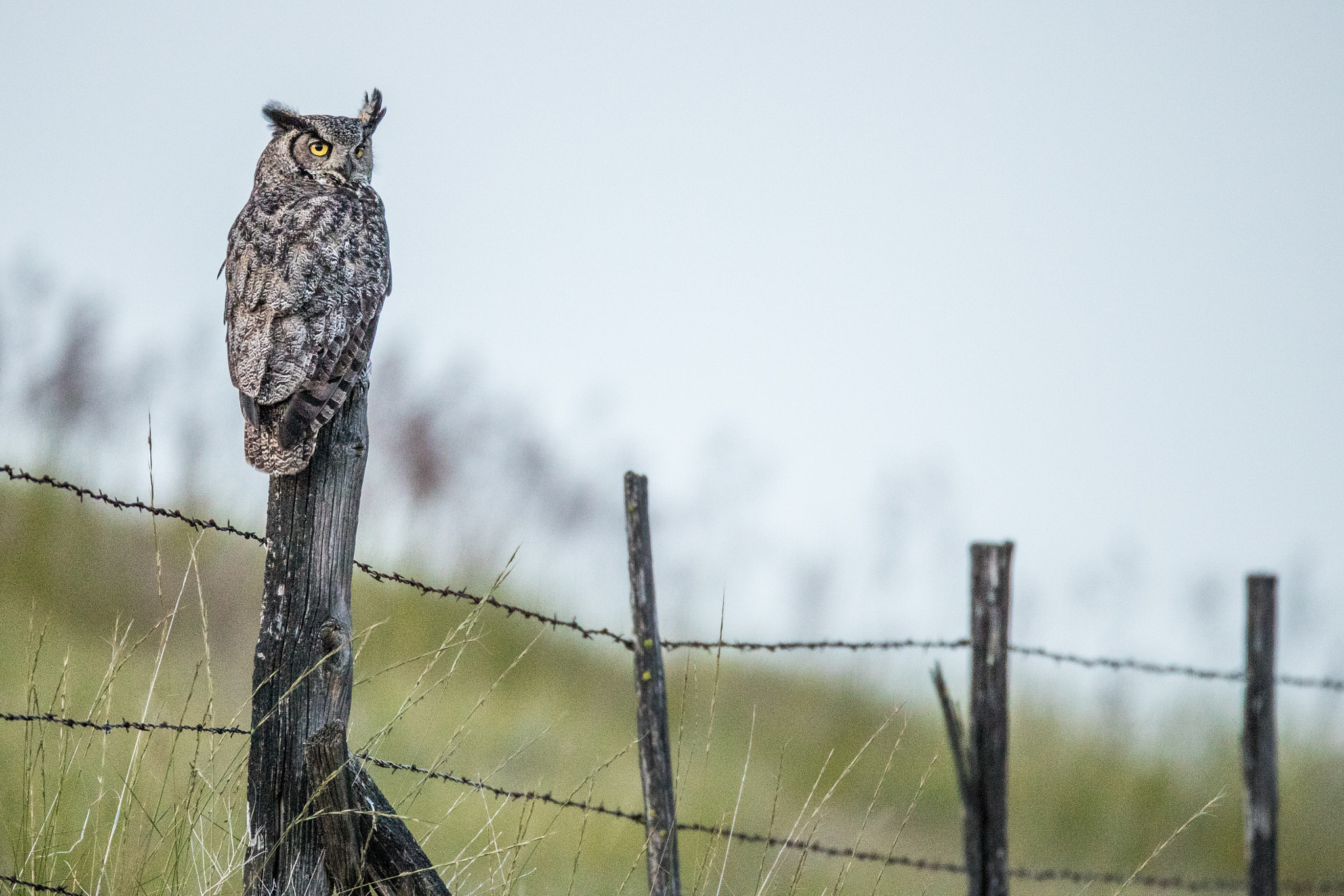 Canon EF 800mm F5.6L IS USM sample photo. Great horned owl photography