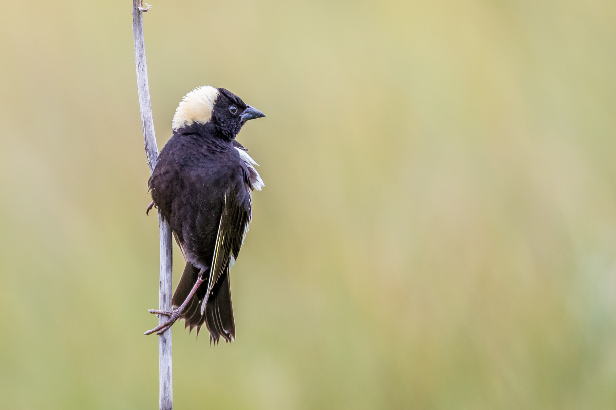 Canon EF 800mm F5.6L IS USM sample photo. Bobolink photography