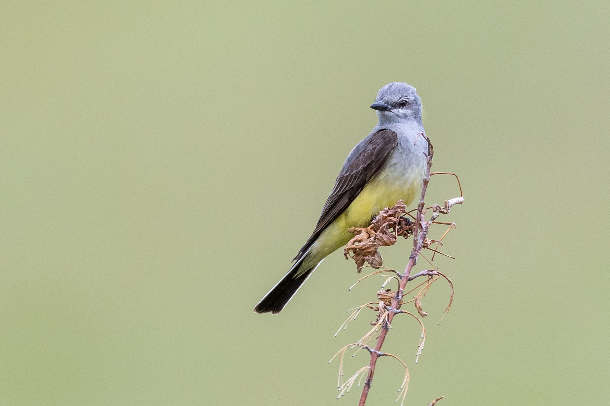 Canon EOS-1D X Mark II + Canon EF 800mm F5.6L IS USM sample photo. Western kingbird photography