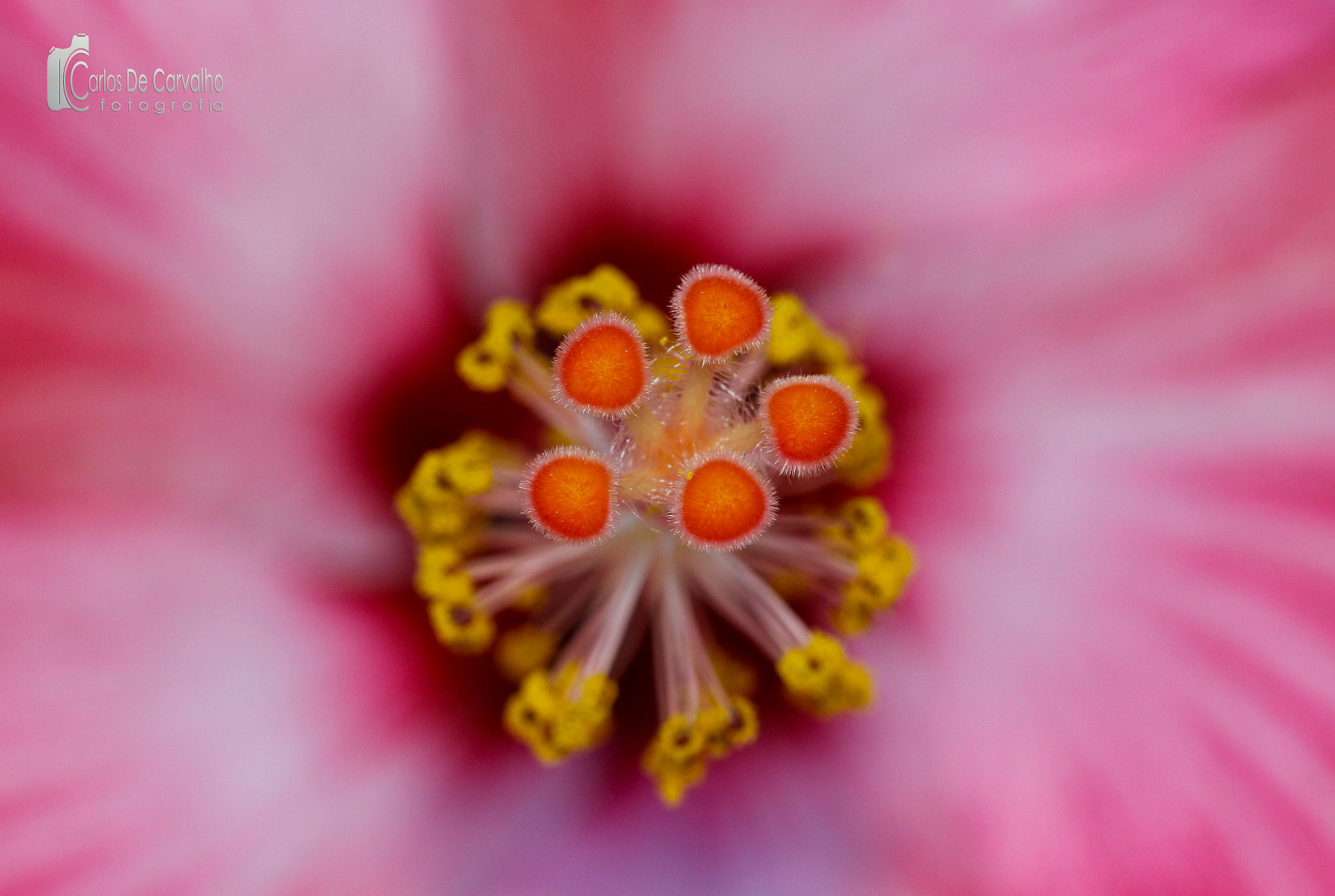 Canon EF 35-80mm f/4-5.6 sample photo. Hibisco macro photography