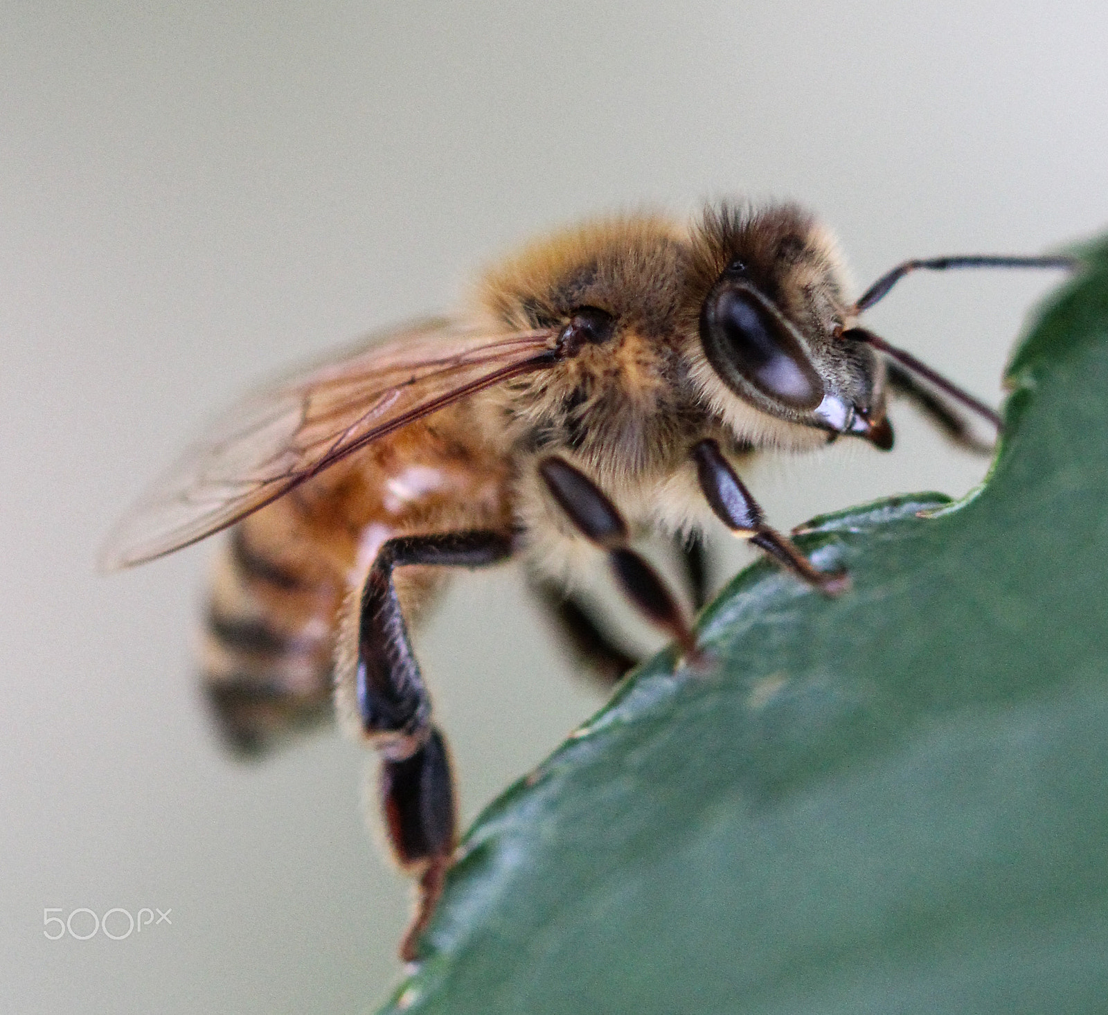 Sigma 105mm F2.8 EX DG OS HSM sample photo. Leaf cutter bee photography