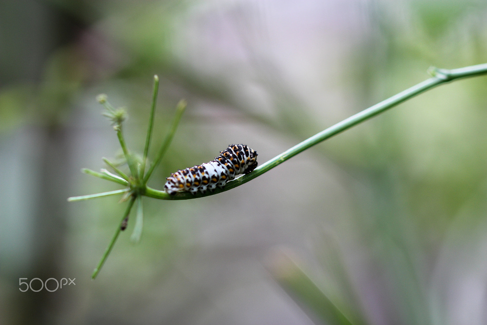 Sigma 105mm F2.8 EX DG OS HSM sample photo. Still hungry photography