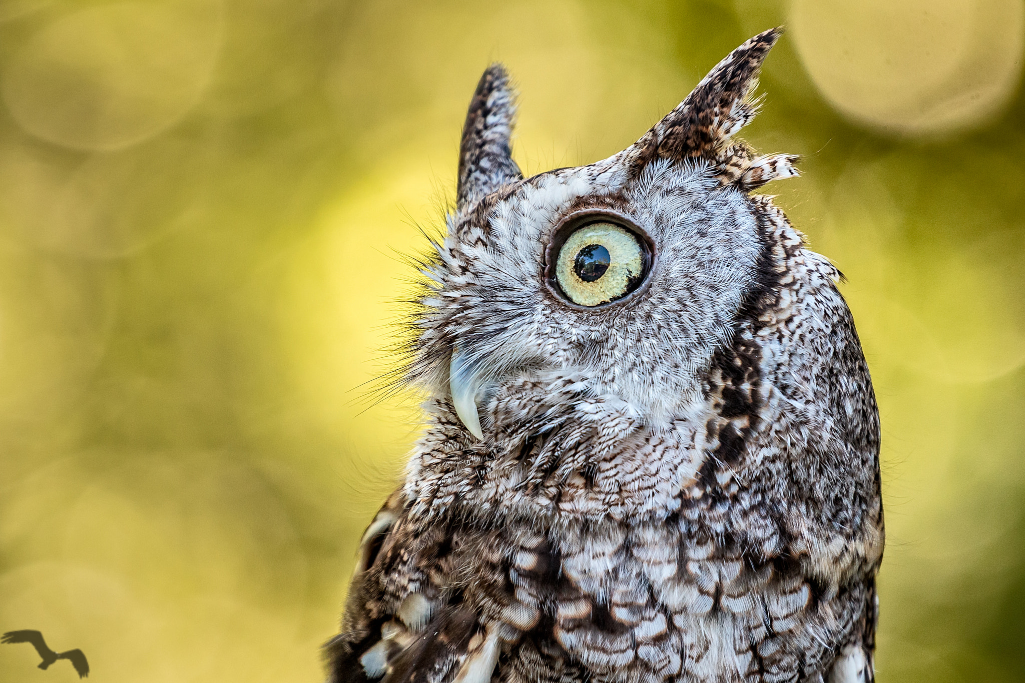 Canon EF 70-200mm F4L USM sample photo. Always watching photography
