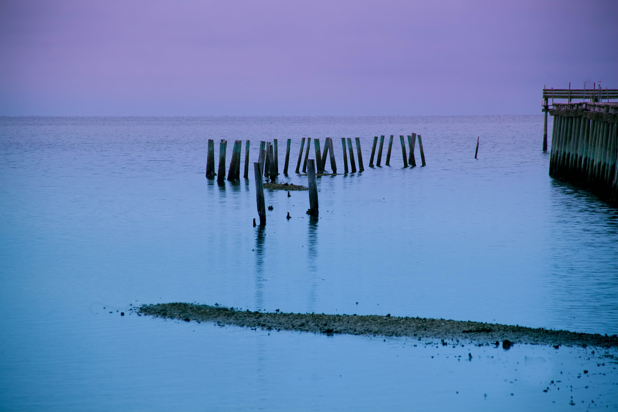 Sigma 18-250mm F3.5-6.3 DC OS HSM sample photo. Purple photography