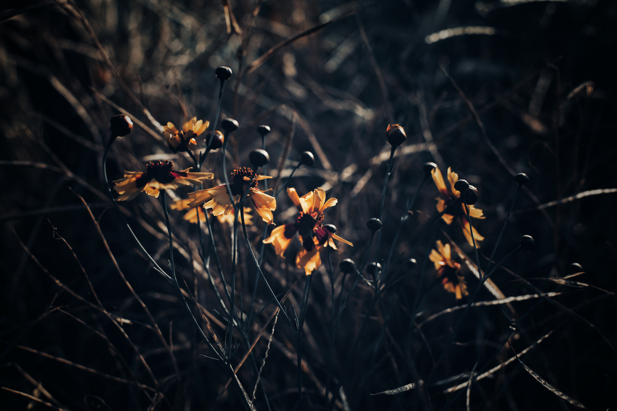 ZEISS Planar T* 50mm F1.4 sample photo. 花 photography