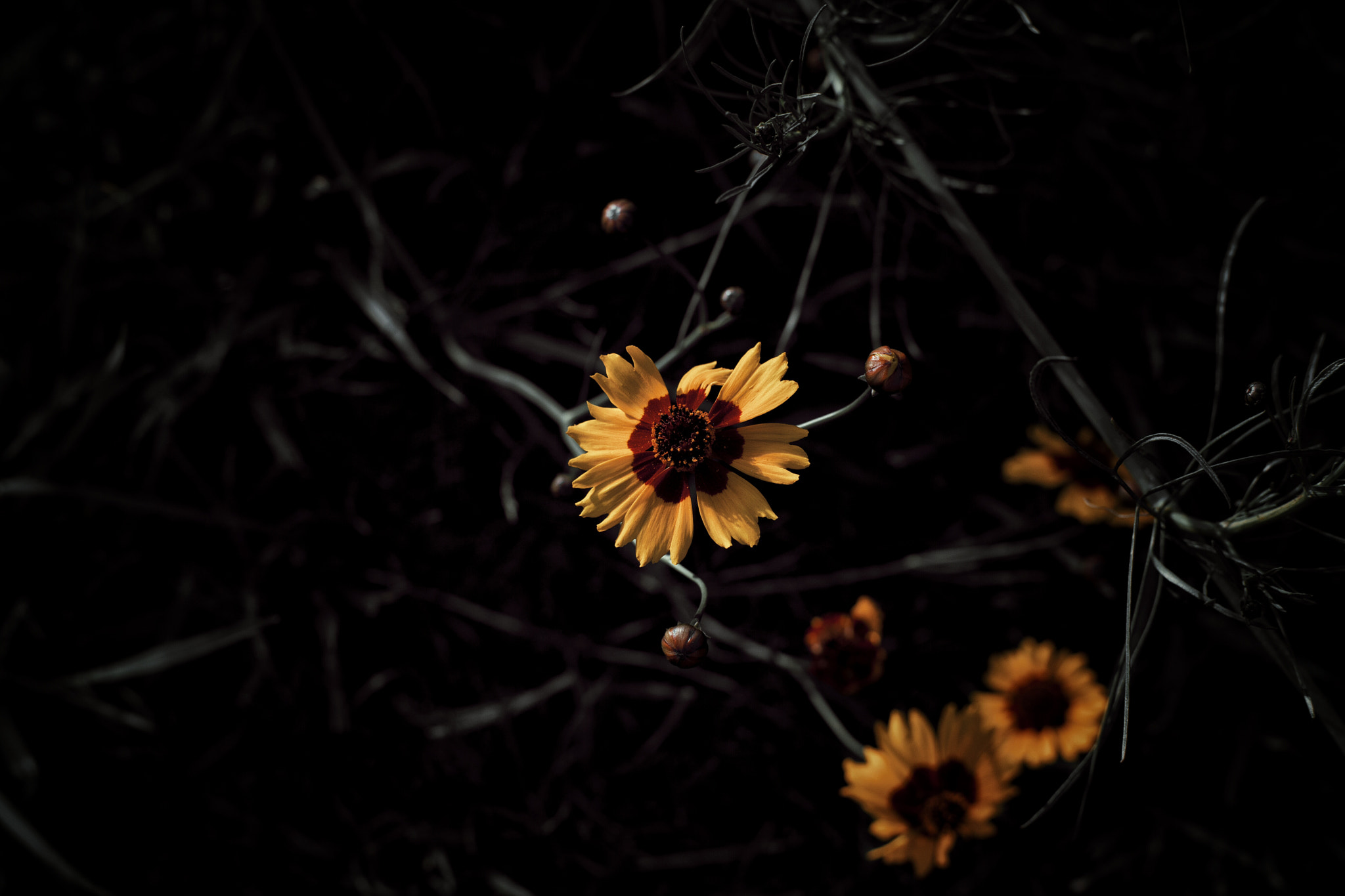 ZEISS Planar T* 50mm F1.4 sample photo. 花 photography