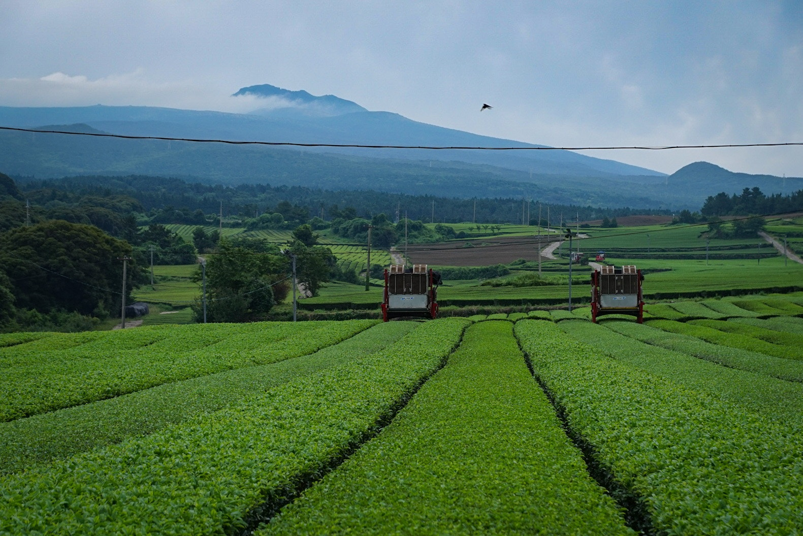 Sony a7 + Sony DT 16-50mm F2.8 SSM sample photo. Green tea plantation in jeju, korea photography