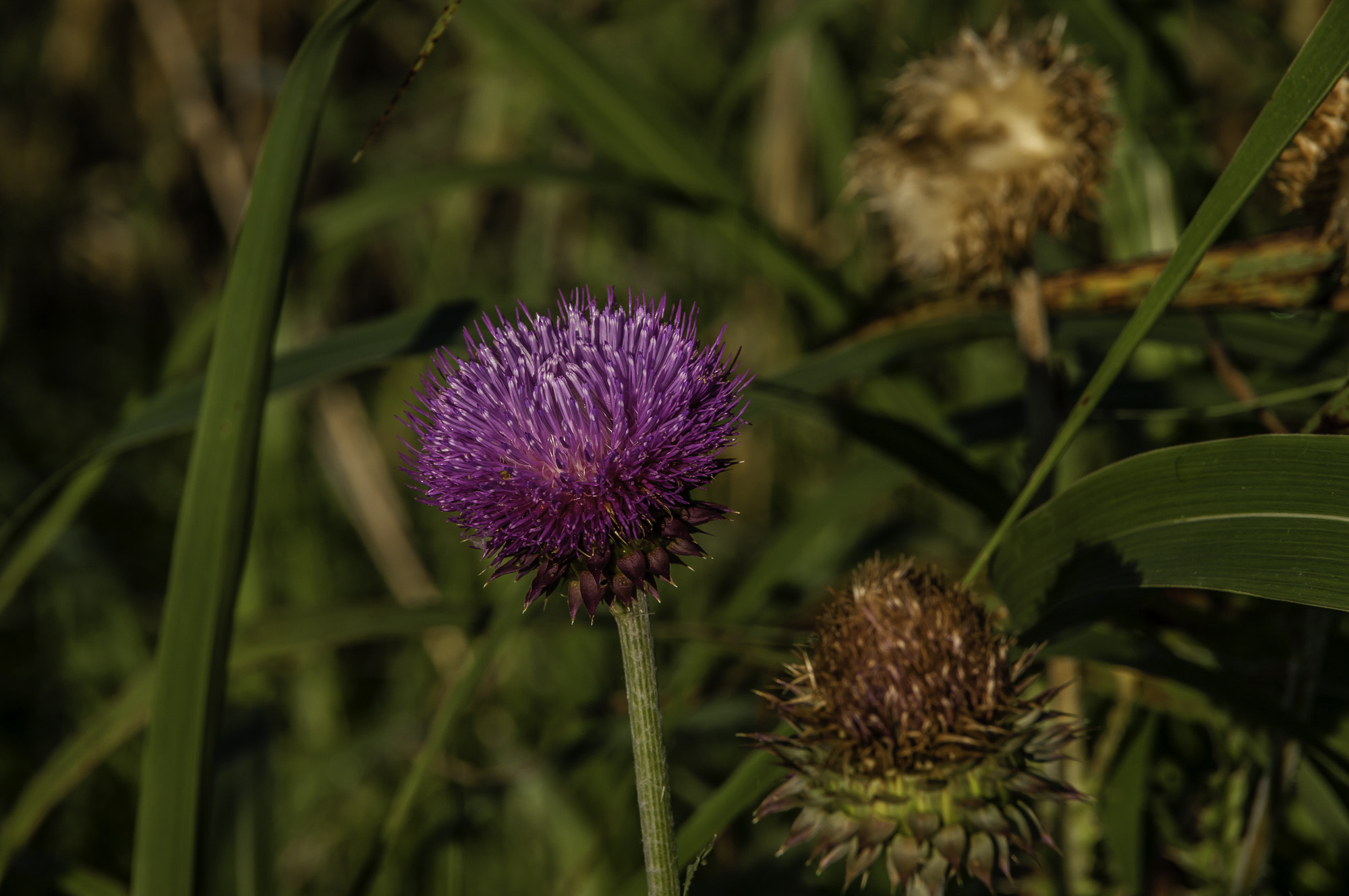 Pentax K20D sample photo. Perdue excusion photography