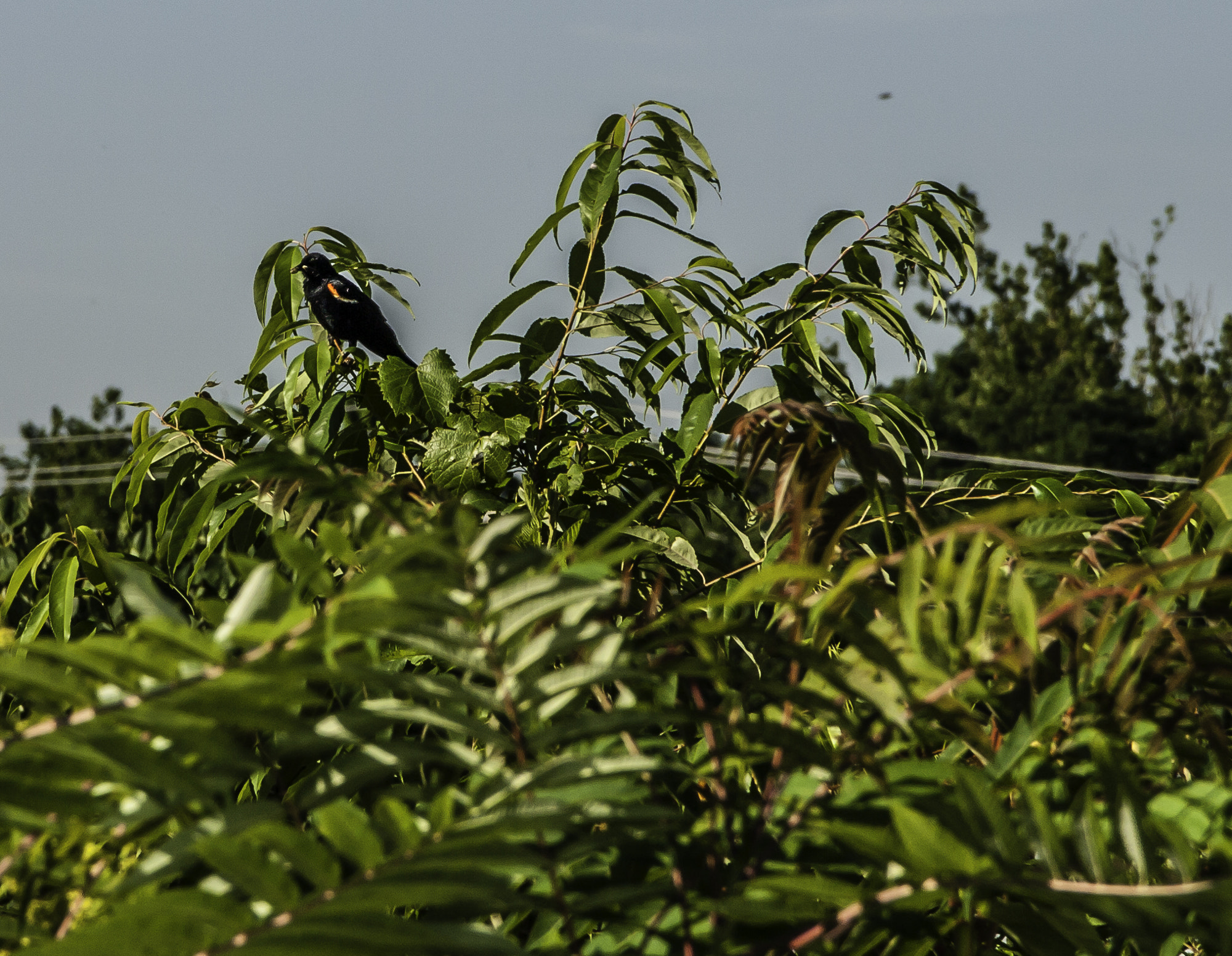 Pentax K20D sample photo. Perdue excusion photography