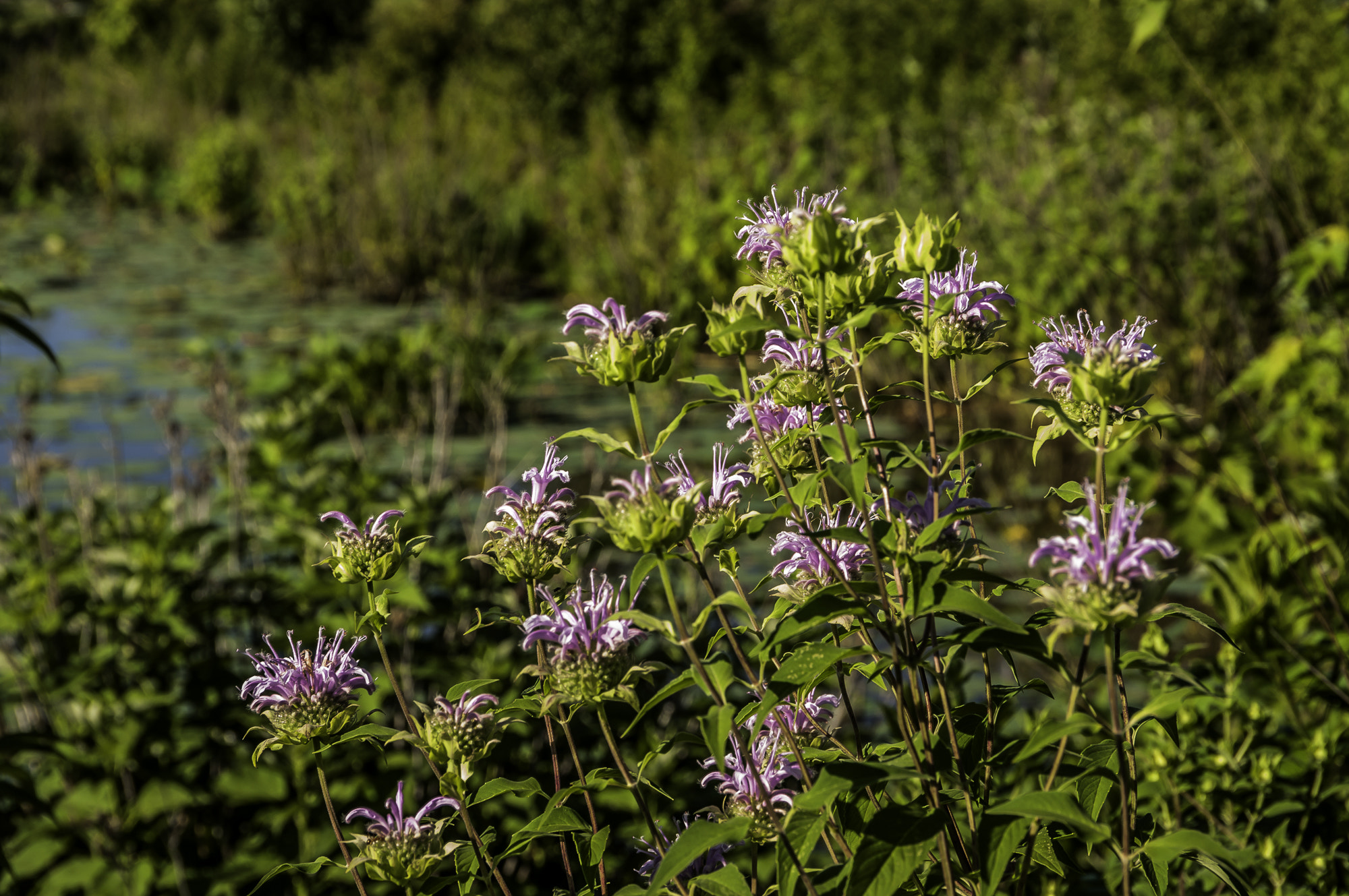 Pentax K20D sample photo. Perdue excusion photography