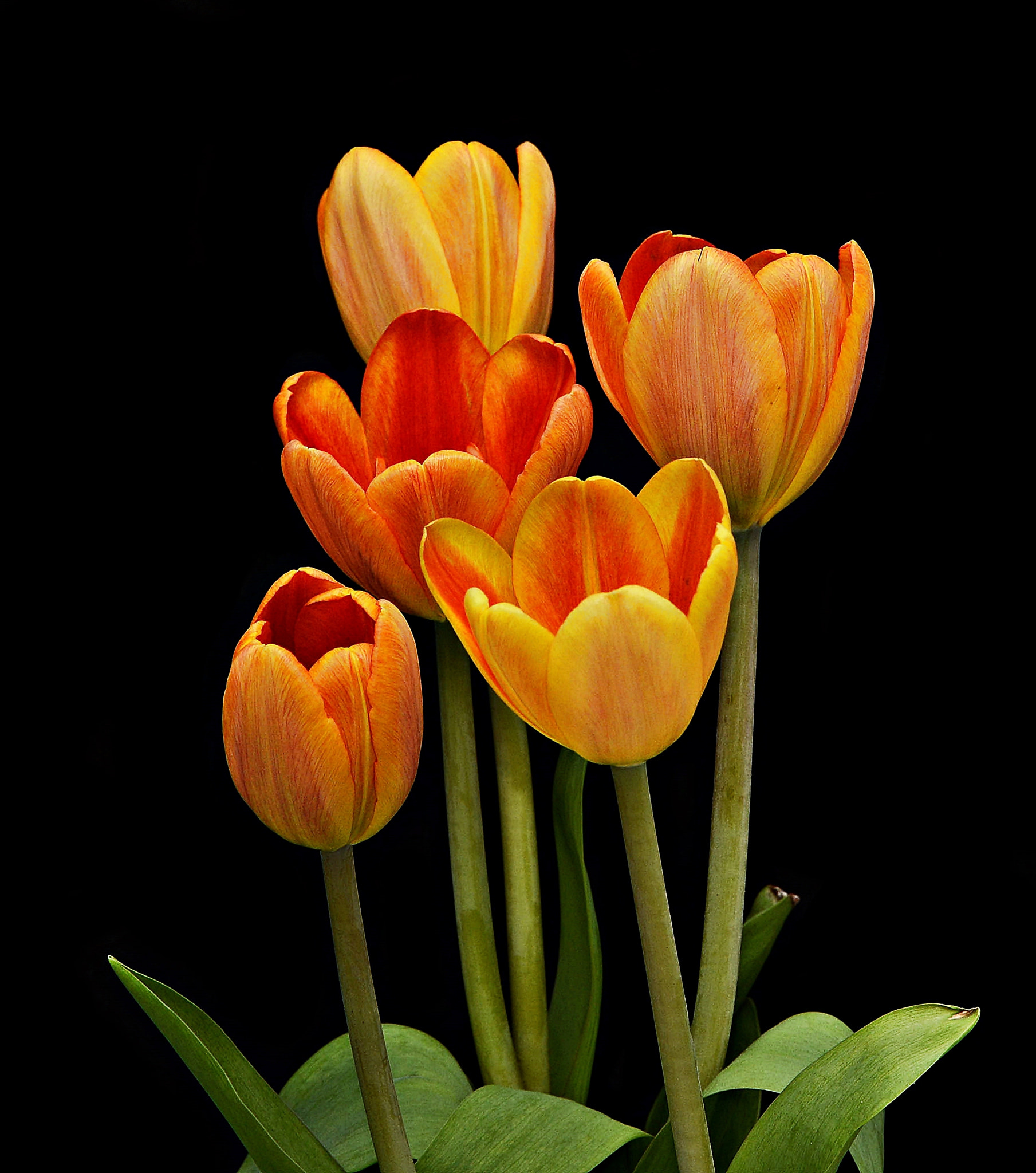 Tamron SP 70-200mm F2.8 Di VC USD sample photo. Tulip bouquet photography