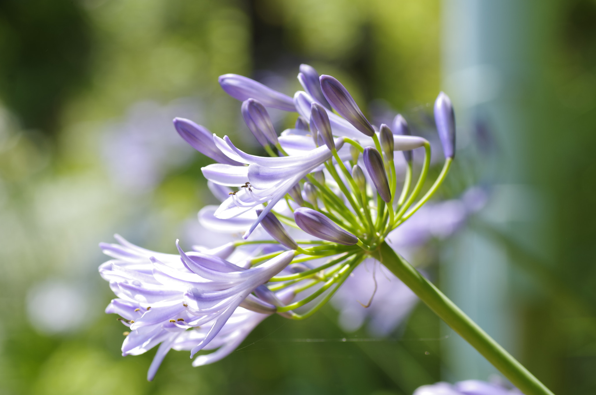 Pentax K-30 + Tamron SP AF 90mm F2.8 Di Macro sample photo. Glittering photography