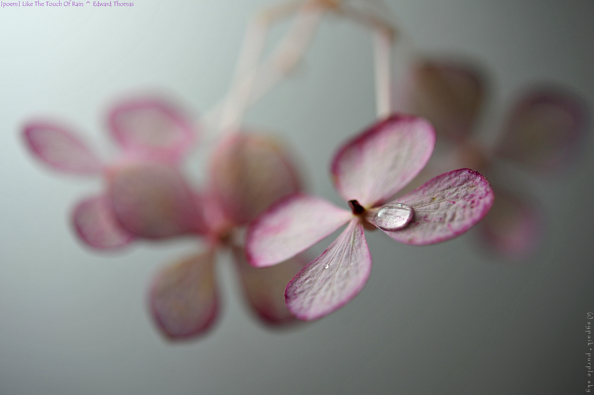Nikon AF-S Micro-Nikkor 60mm F2.8G ED sample photo. Like the touch of rain photography