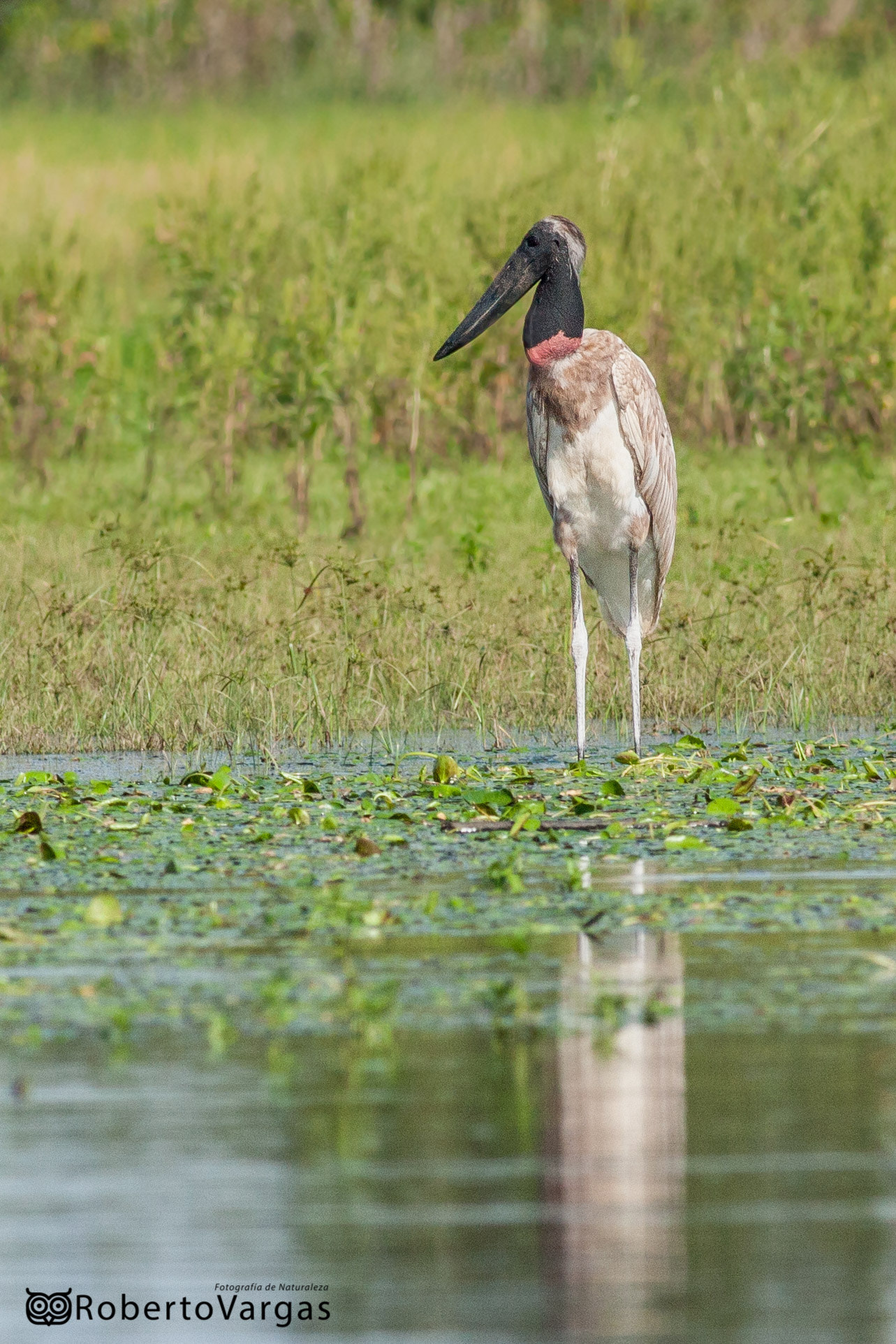 Canon EOS 40D + Canon EF 400mm F5.6L USM sample photo. Jabiru mycteria // galán sin ventura // jabiru photography