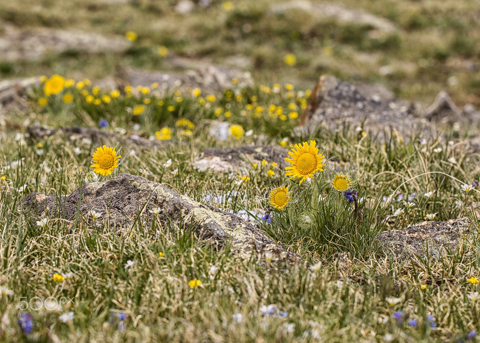 Canon EF 100mm F2.8L Macro IS USM sample photo. Alpine flowers photography