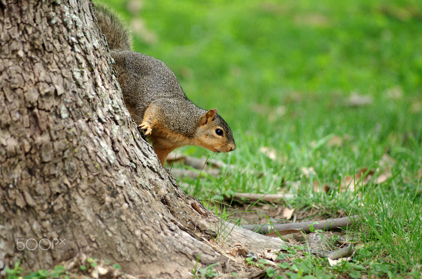 Pentax K-5 sample photo. K5im8114.jpg photography