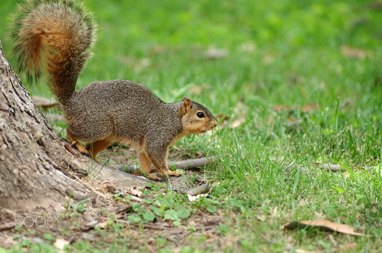 Pentax K-5 sample photo. K5im8115.jpg photography