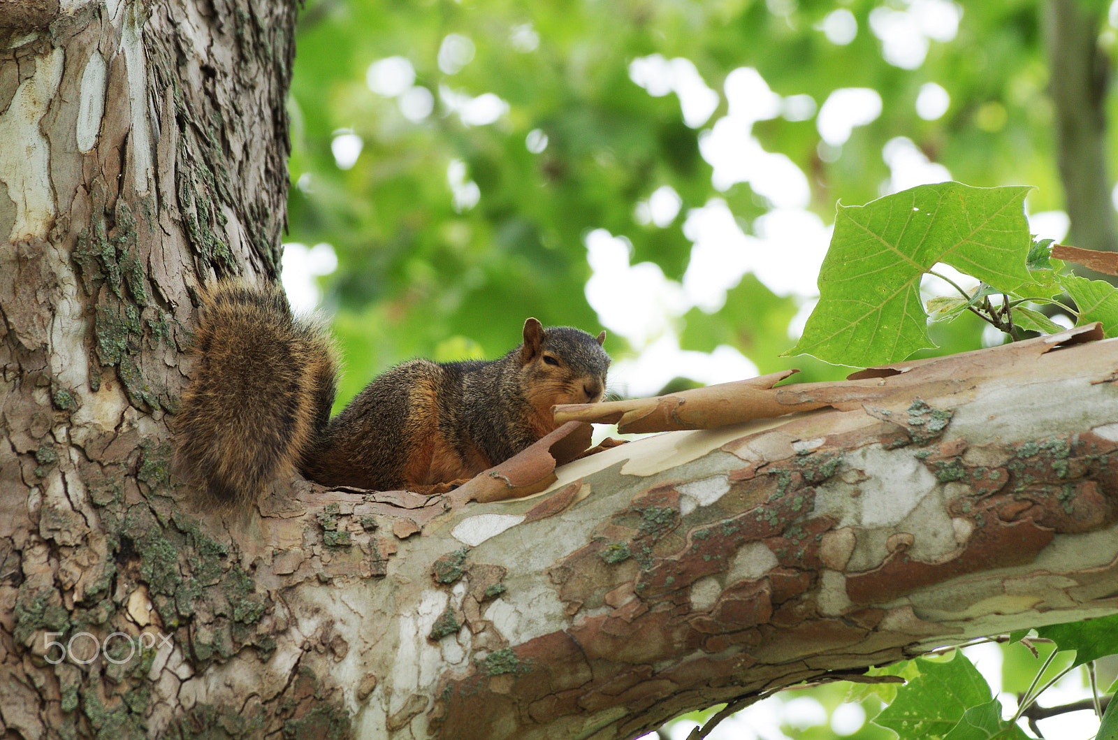 Pentax K-5 sample photo. K5im8171.jpg photography