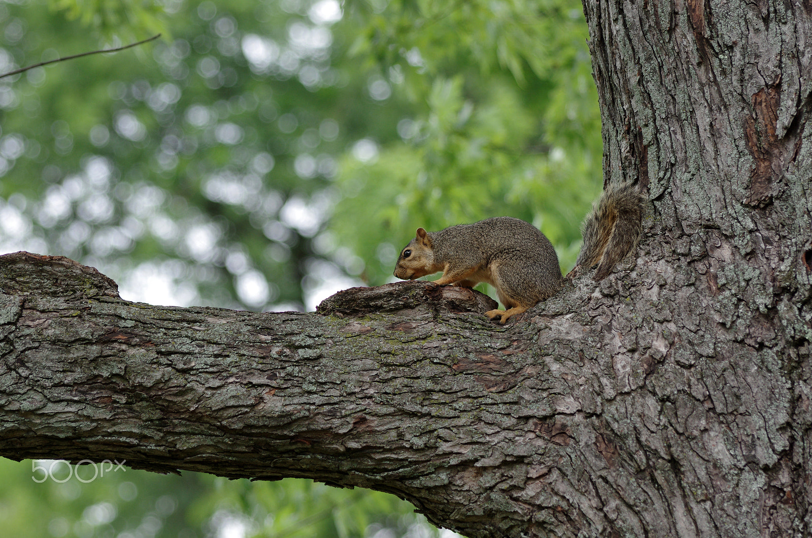 Pentax K-5 sample photo. K5im8213.jpg photography