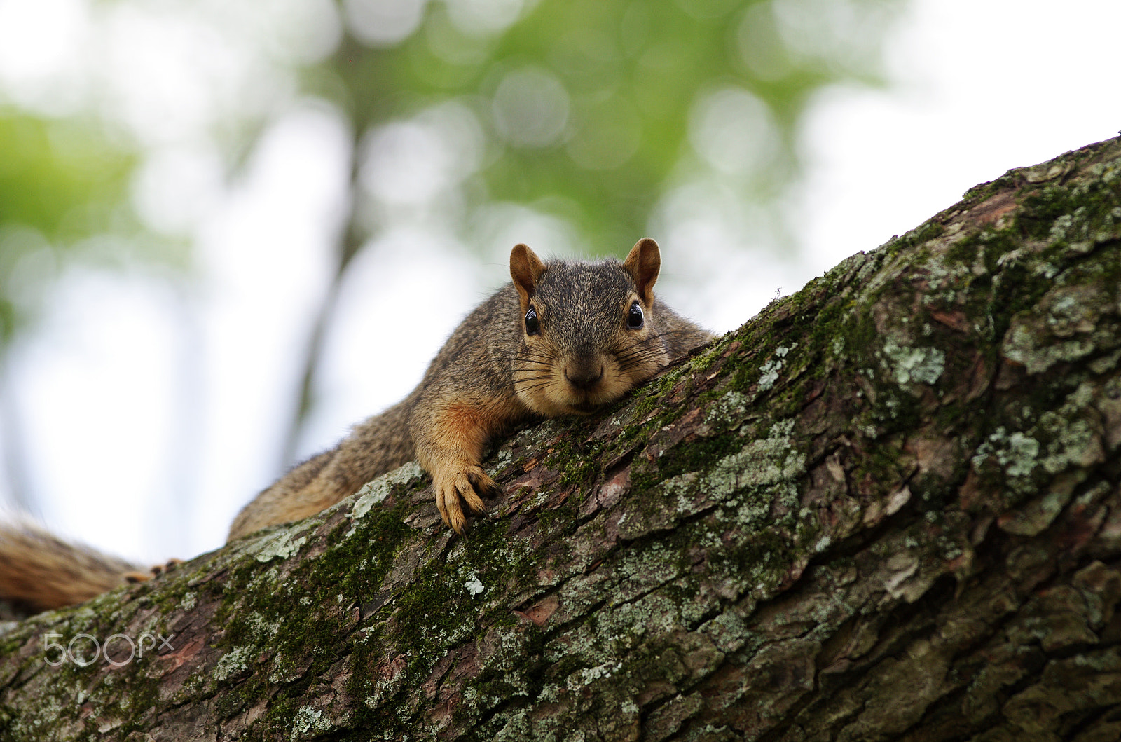 Pentax K-5 sample photo. K5im8235.jpg photography