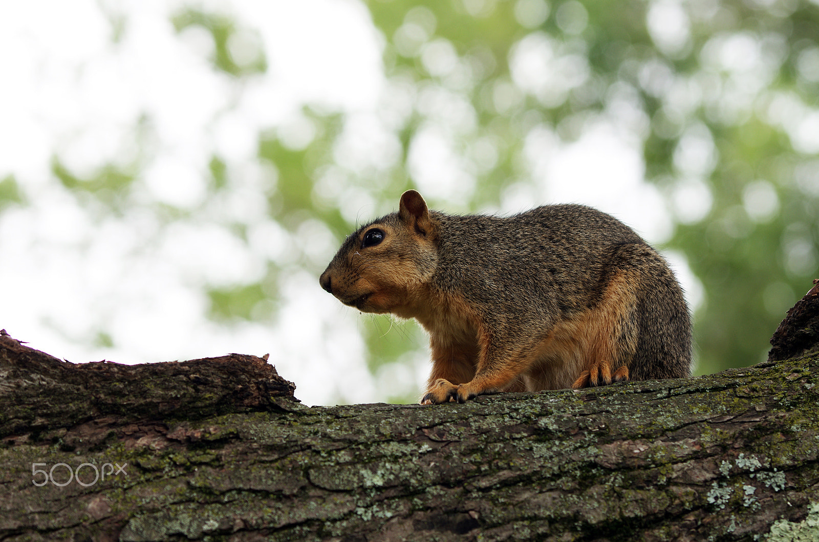 Pentax K-5 sample photo. K5im8280.jpg photography