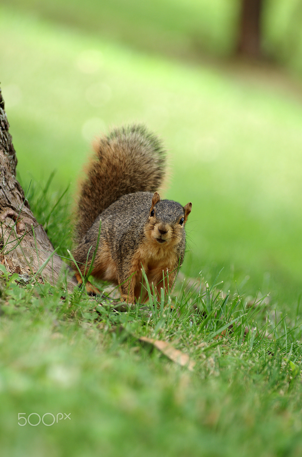 Pentax K-5 sample photo. K5im8128.jpg photography