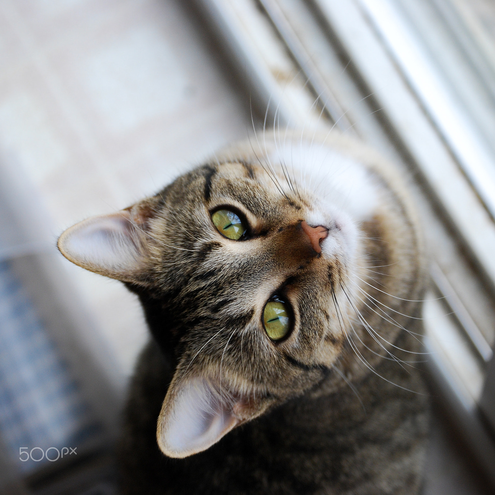 Nikon D40X sample photo. Yes? photography