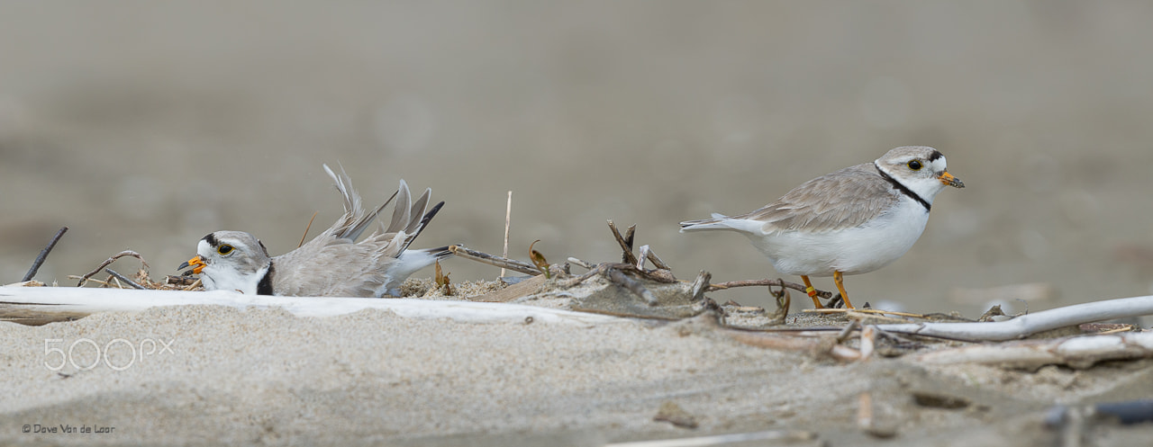 Nikon D3S + Nikon AF-S Nikkor 600mm F4G ED VR sample photo. Piping plovers photography