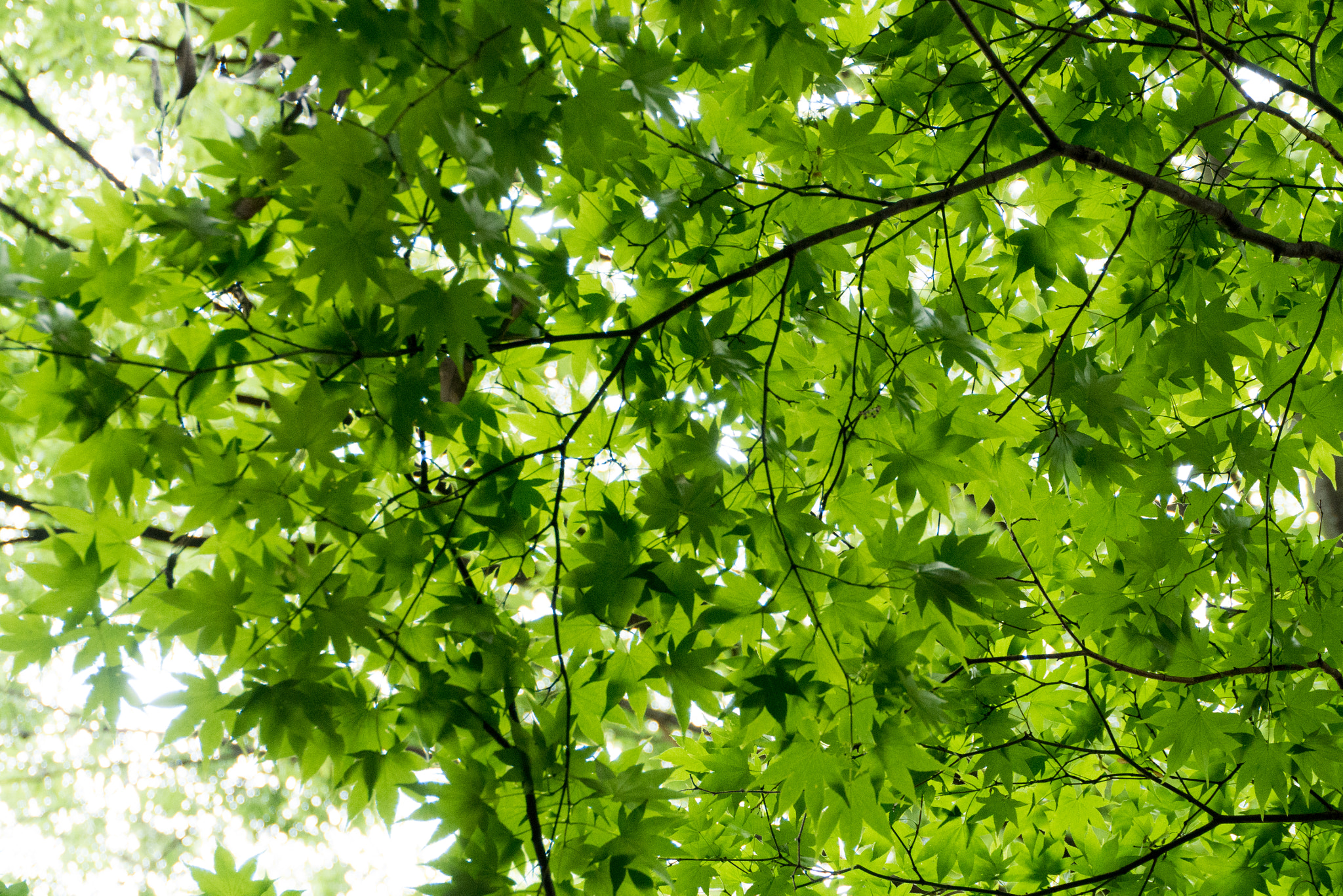 Panasonic Lumix DMC-GX7 sample photo. Summer green photography