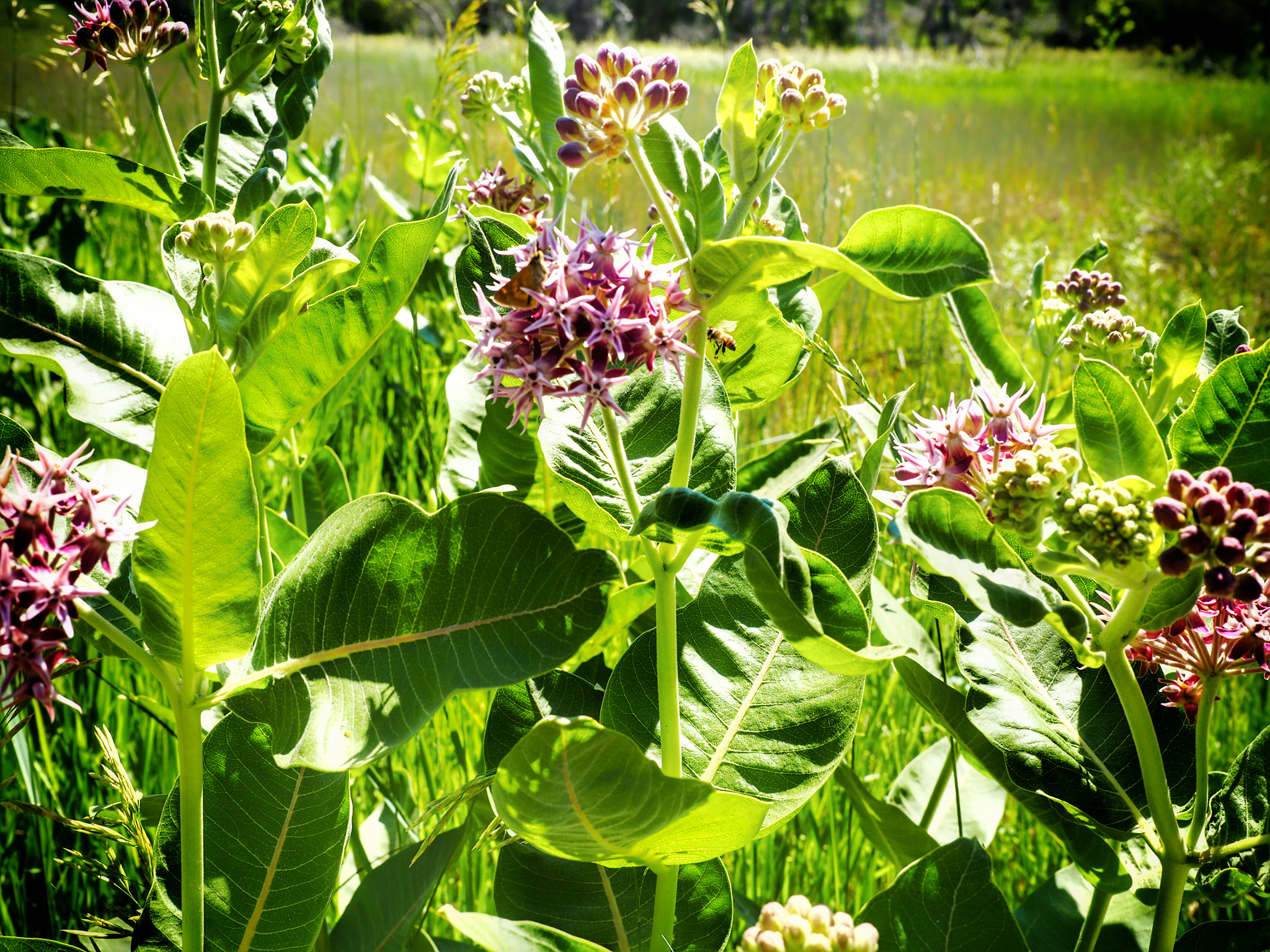 Olympus M.Zuiko Digital ED 12-40mm F2.8 Pro sample photo. Unusual wild flower along the trail. 6/26 /16  photography