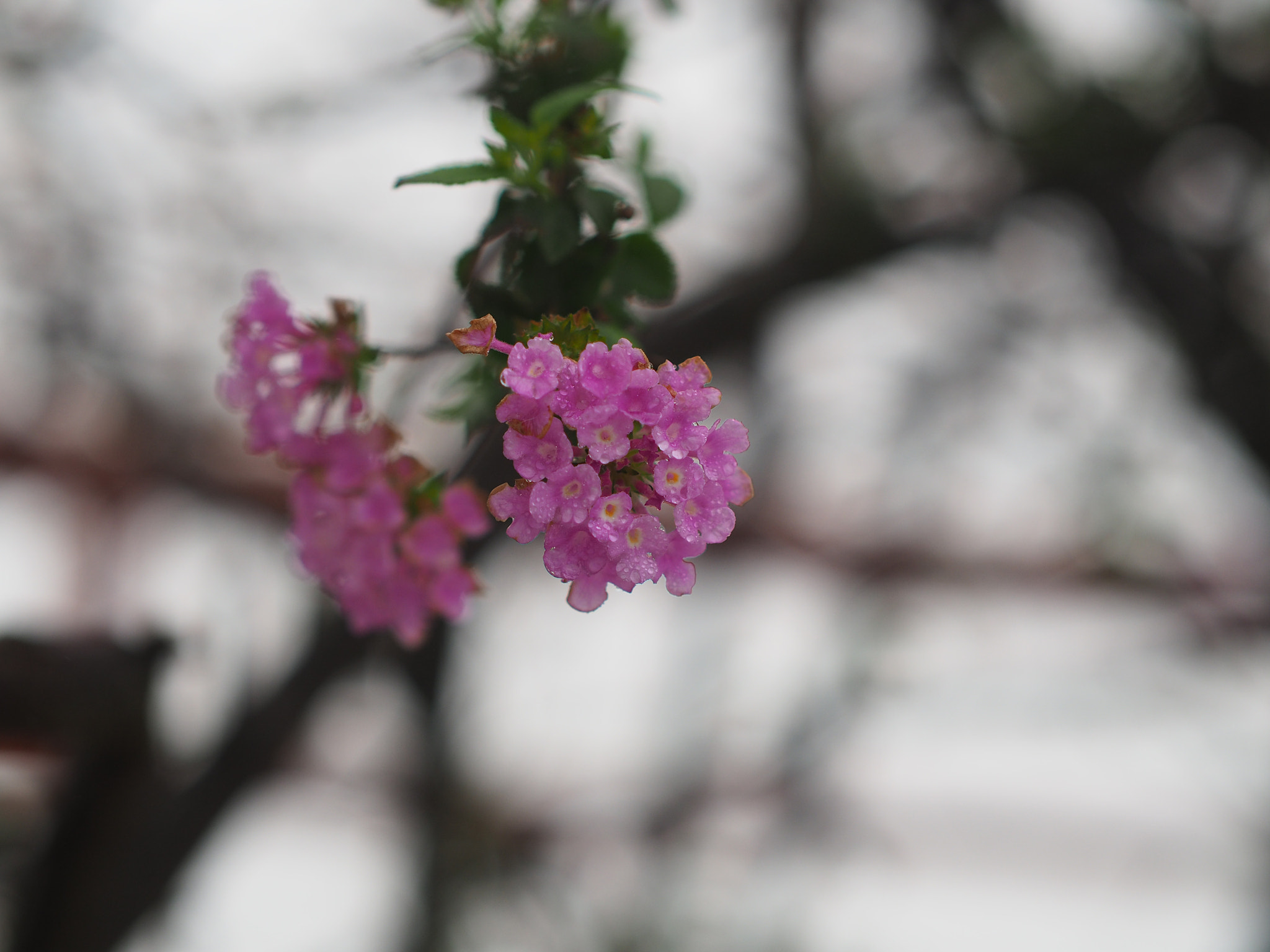 Olympus OM-D E-M5 II + Panasonic Leica DG Nocticron 42.5mm F1.2 ASPH OIS sample photo. After rain photography