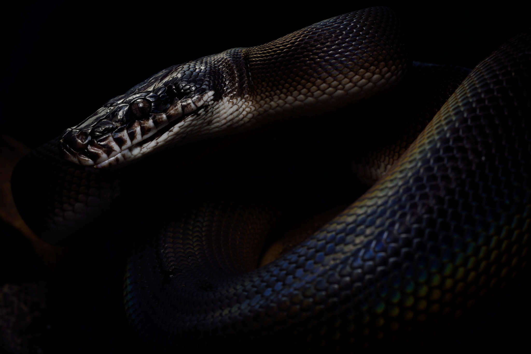 ZEISS Makro-Planar T* 50mm F2 sample photo. Leiopython meridionalis photography