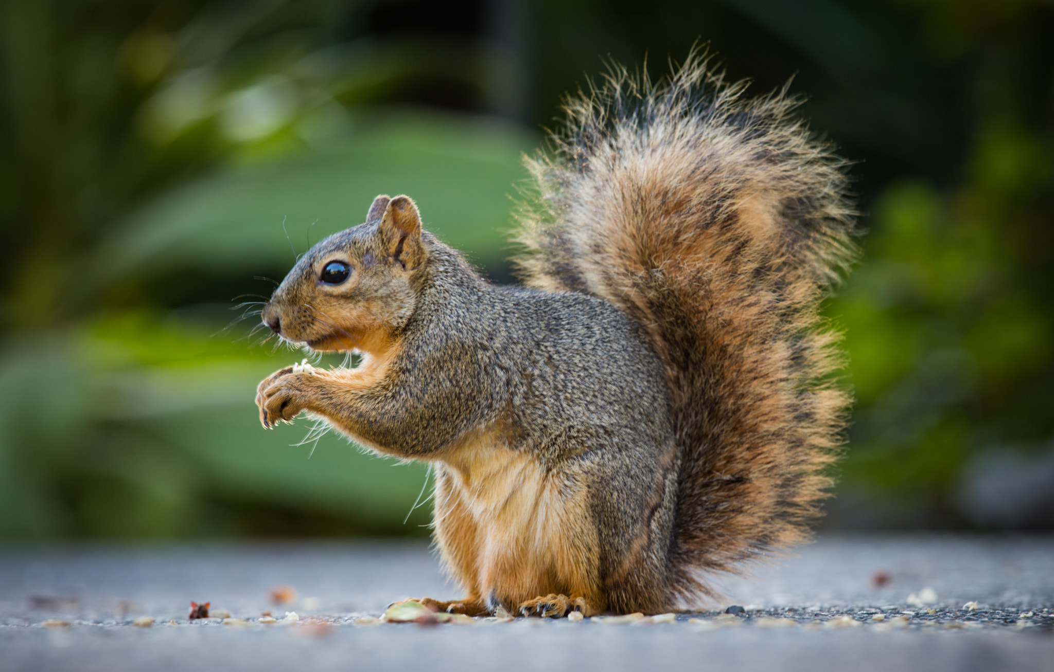 Canon EOS 5DS R + Canon EF 300mm F2.8L IS II USM sample photo. Golden squirrel photography