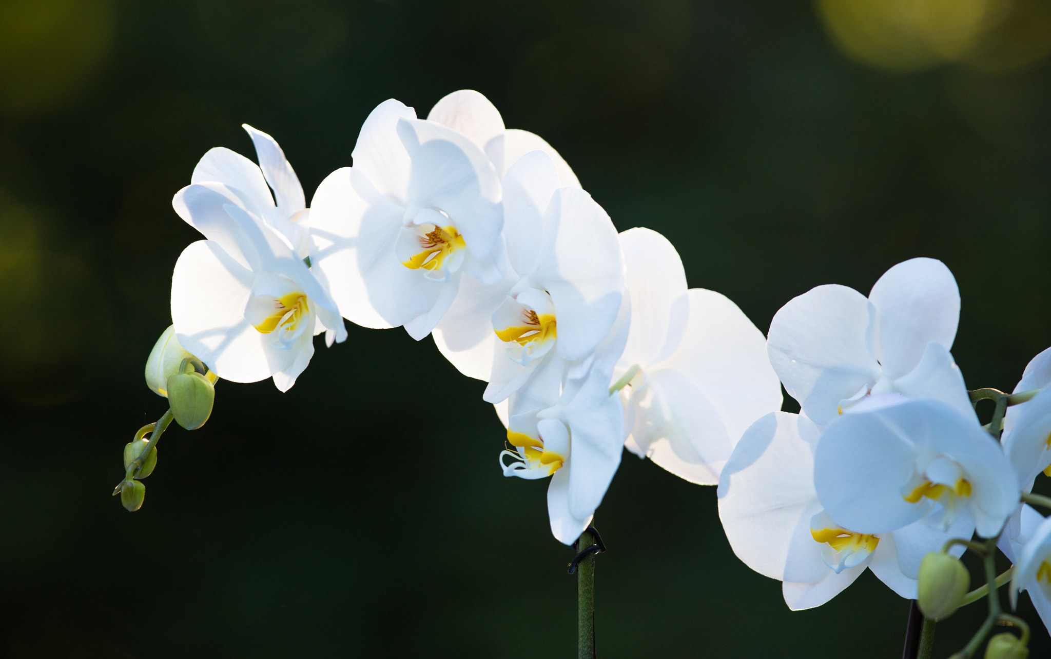 Canon EF 300mm F2.8L IS II USM sample photo. White phalaenopsis orchids photography