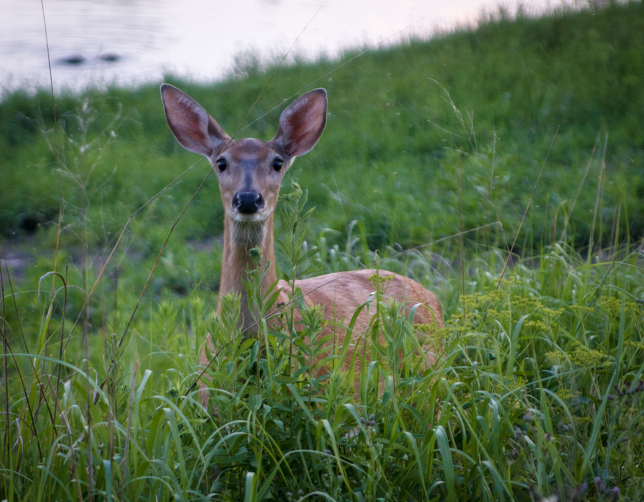 Sony ILCA-77M2 + Tamron SP 24-70mm F2.8 Di VC USD sample photo. In the grass photography