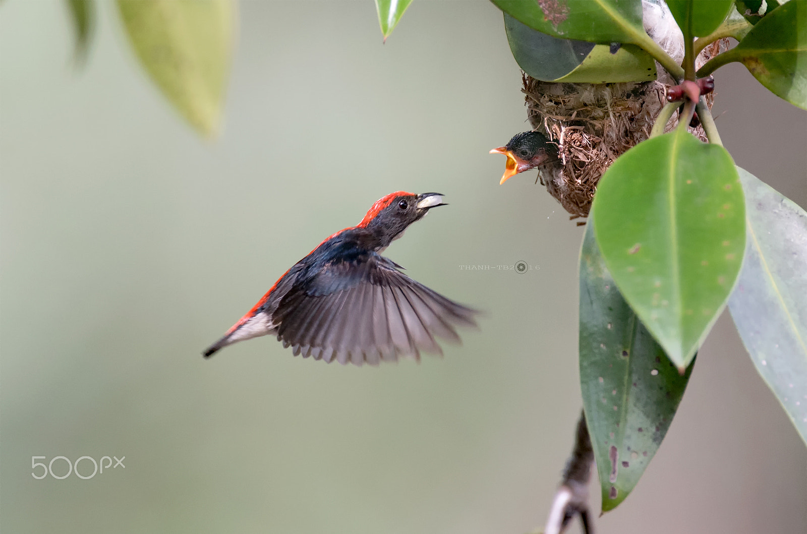 Nikon AF-S Nikkor 600mm F4D ED-IF II sample photo