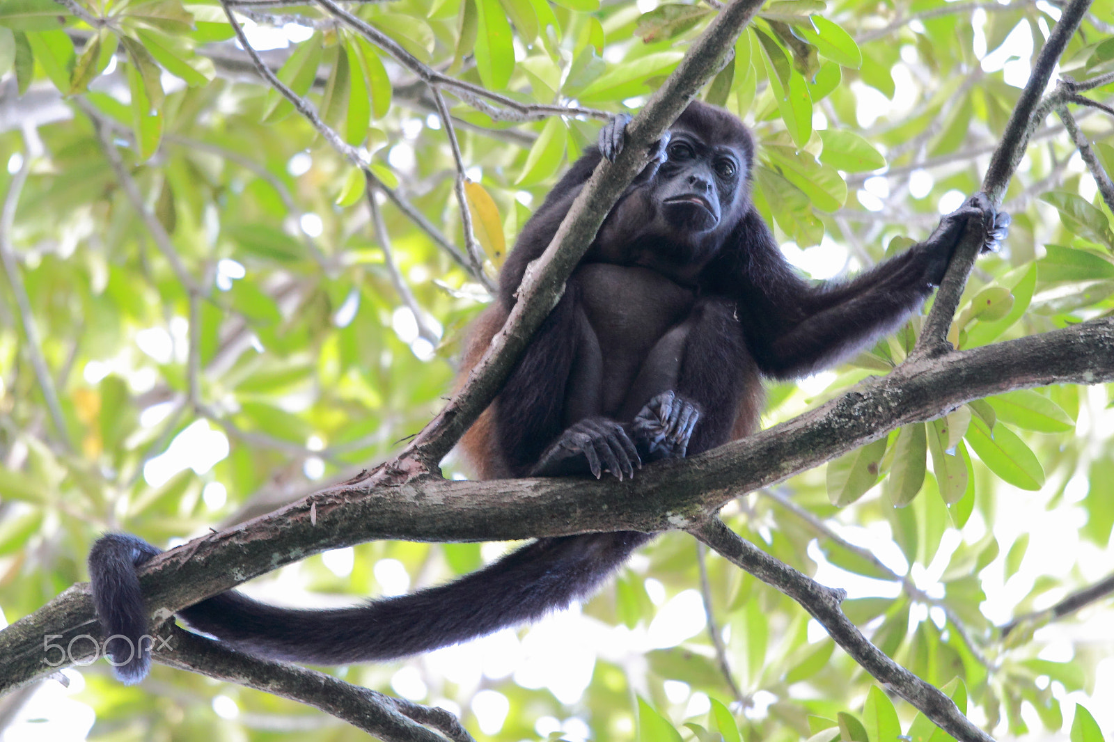 Canon EOS 500D (EOS Rebel T1i / EOS Kiss X3) sample photo. Mantled howler monkey photography