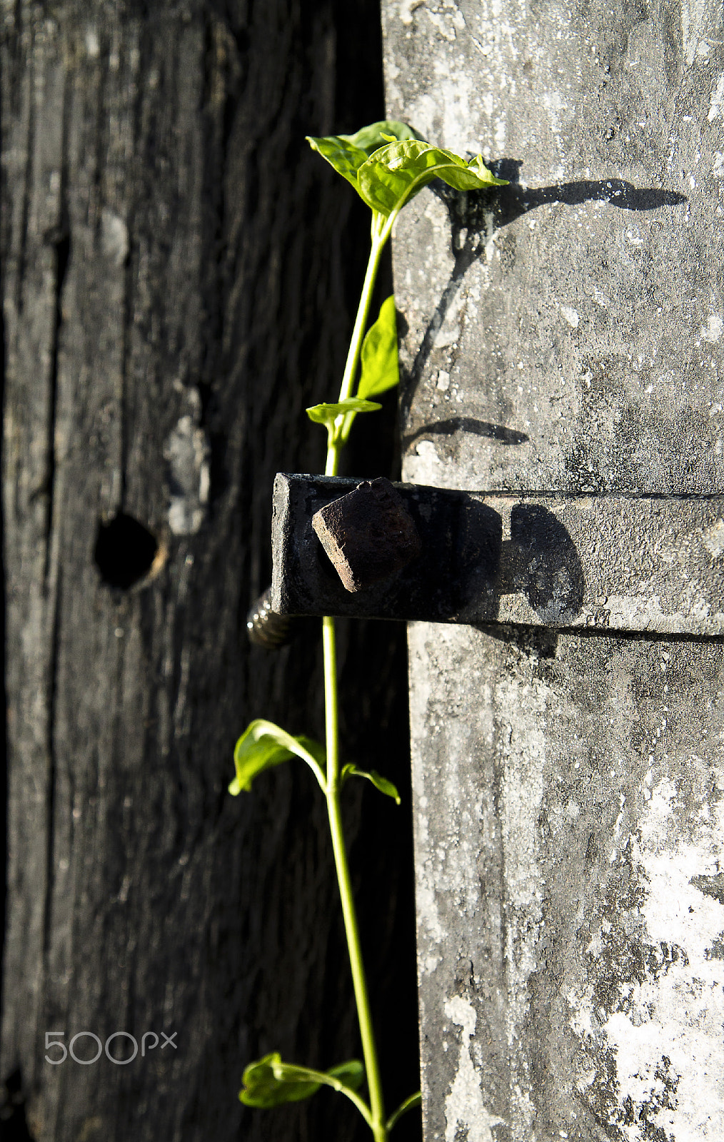 Tamron SP AF 17-50mm F2.8 XR Di II LD Aspherical (IF) sample photo. Naturaleza urbana photography