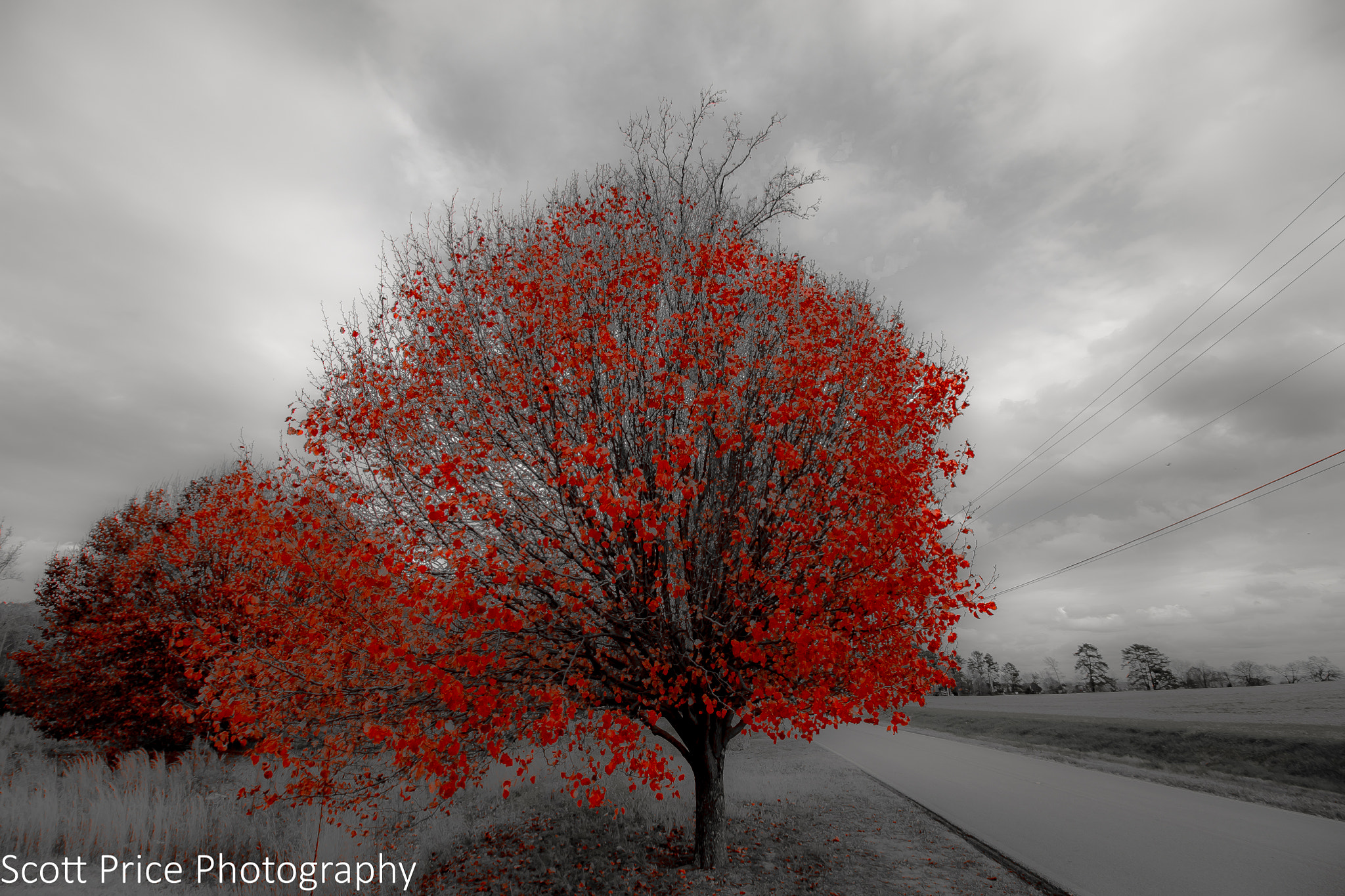 Canon EF-S 10-18mm F4.5–5.6 IS STM sample photo. Autumn's heroes  photography