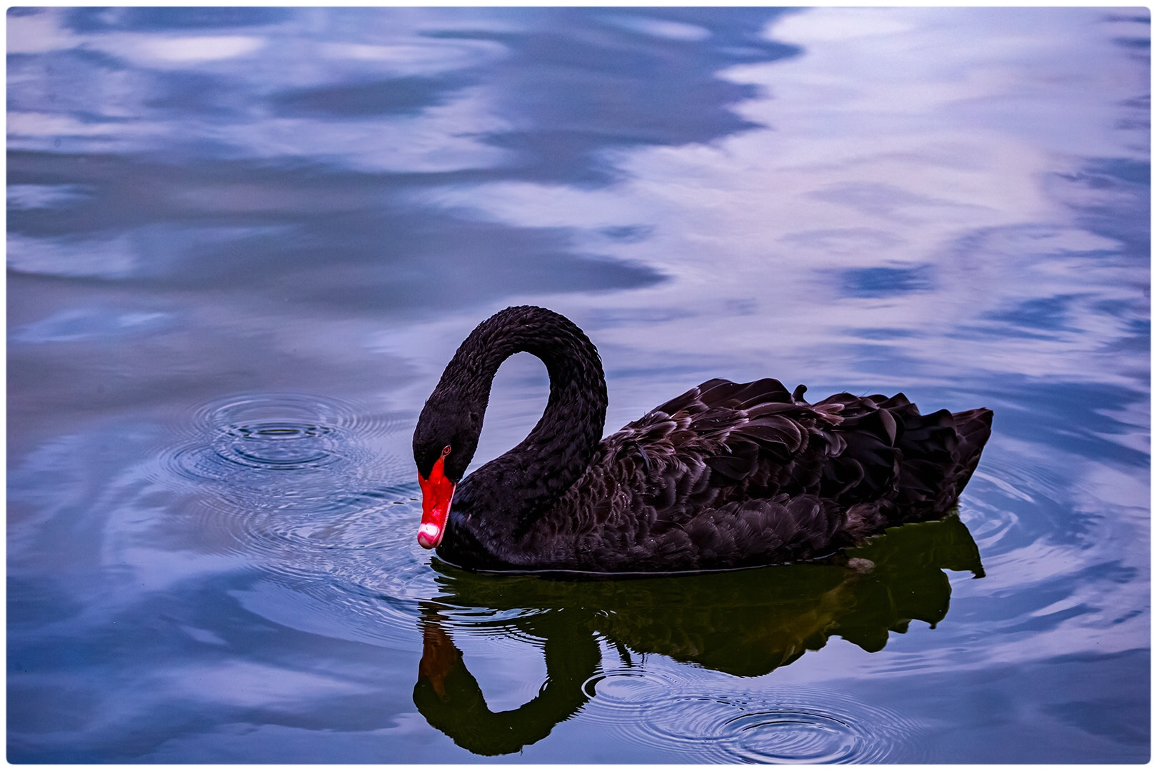 Canon EOS-1D X + Canon EF 70-200mm F2.8L IS II USM sample photo. Black swan photography