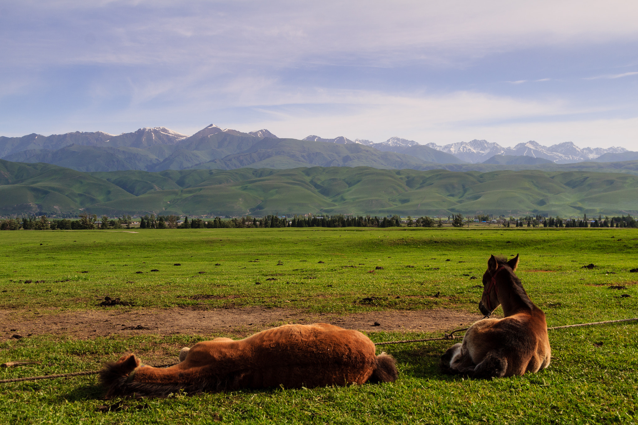 Canon EOS 1200D (EOS Rebel T5 / EOS Kiss X70 / EOS Hi) sample photo. A lazy horse afternoon in nalati photography