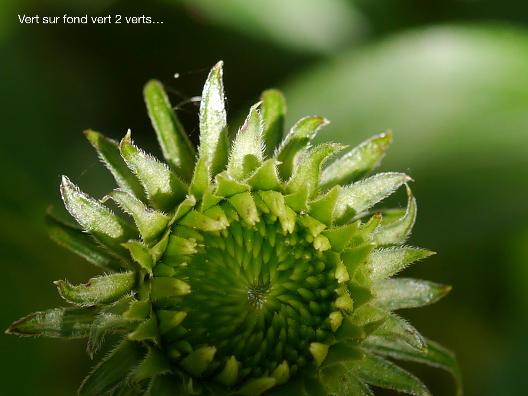 Panasonic Lumix G Macro 30mm F2.8 ASPH Mega OIS sample photo. 2 verts... photography