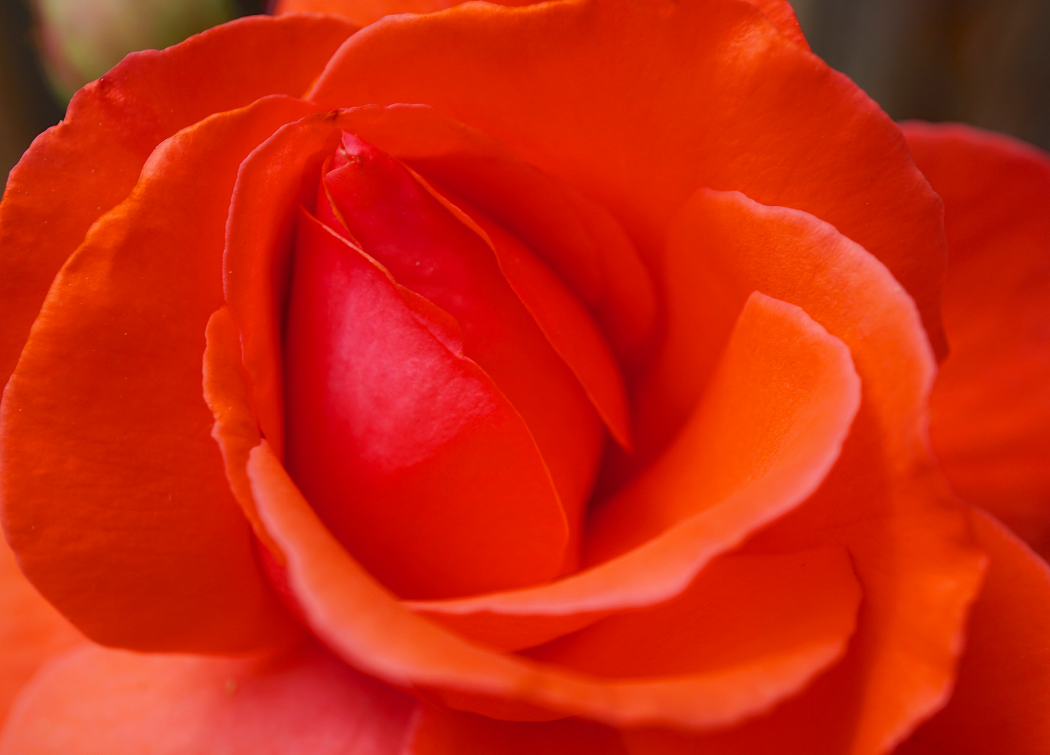 Sony a6000 + Sony E 30mm F3.5 sample photo. Rosa carolina photography
