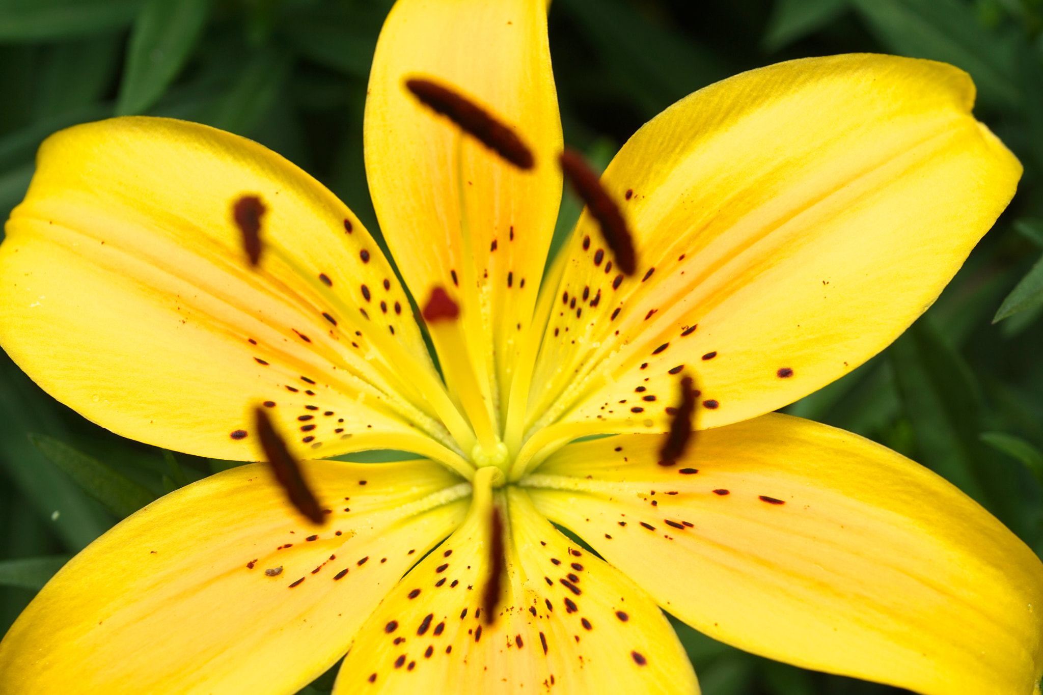 Sony a6000 + Sony E 30mm F3.5 sample photo. Lilium lancifolium photography
