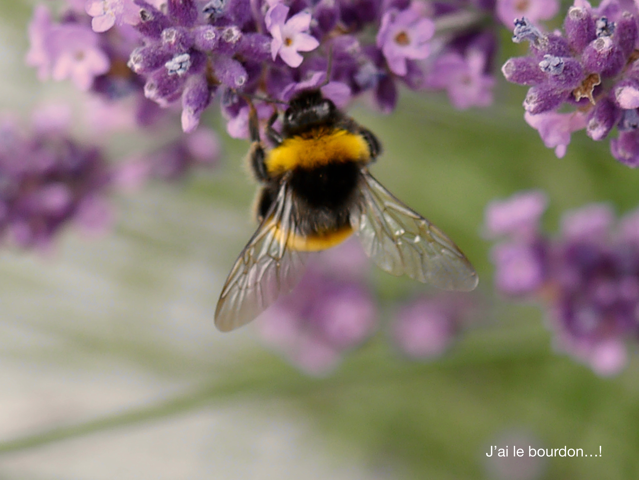 Panasonic Lumix DMC-GX1 + Panasonic Lumix G Macro 30mm F2.8 ASPH Mega OIS sample photo. J'ai le bourdon...! photography