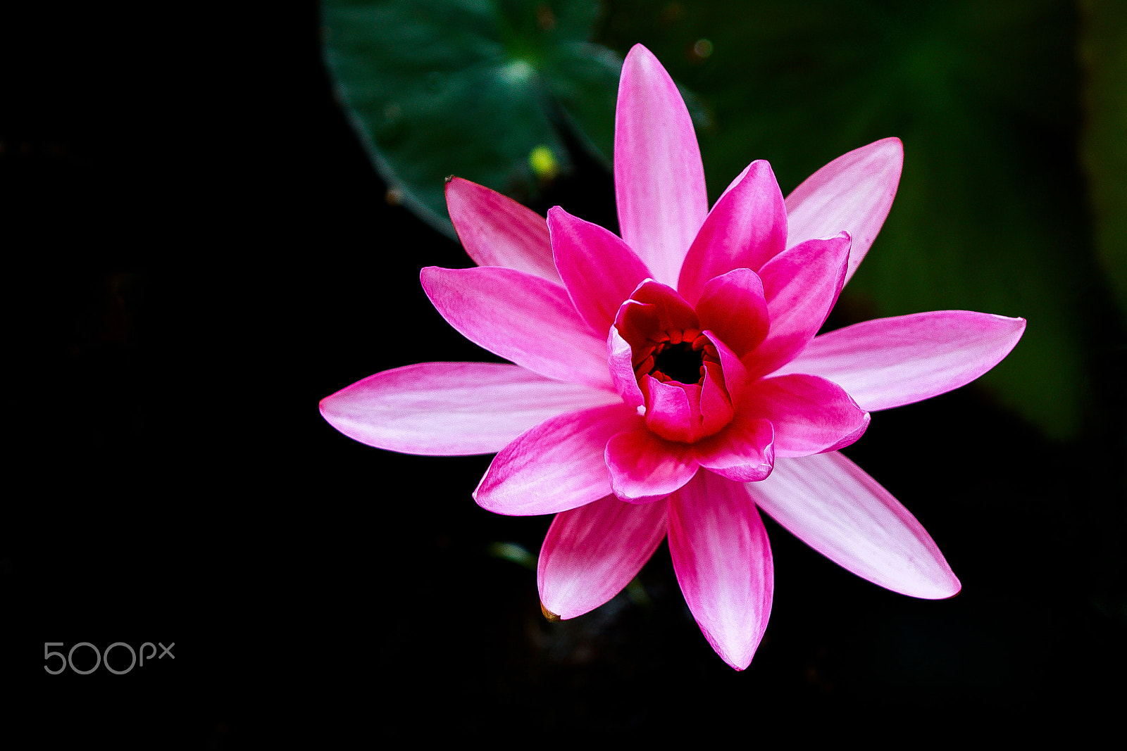 Canon EF 70-200mm F2.8L USM sample photo. Water lily photography