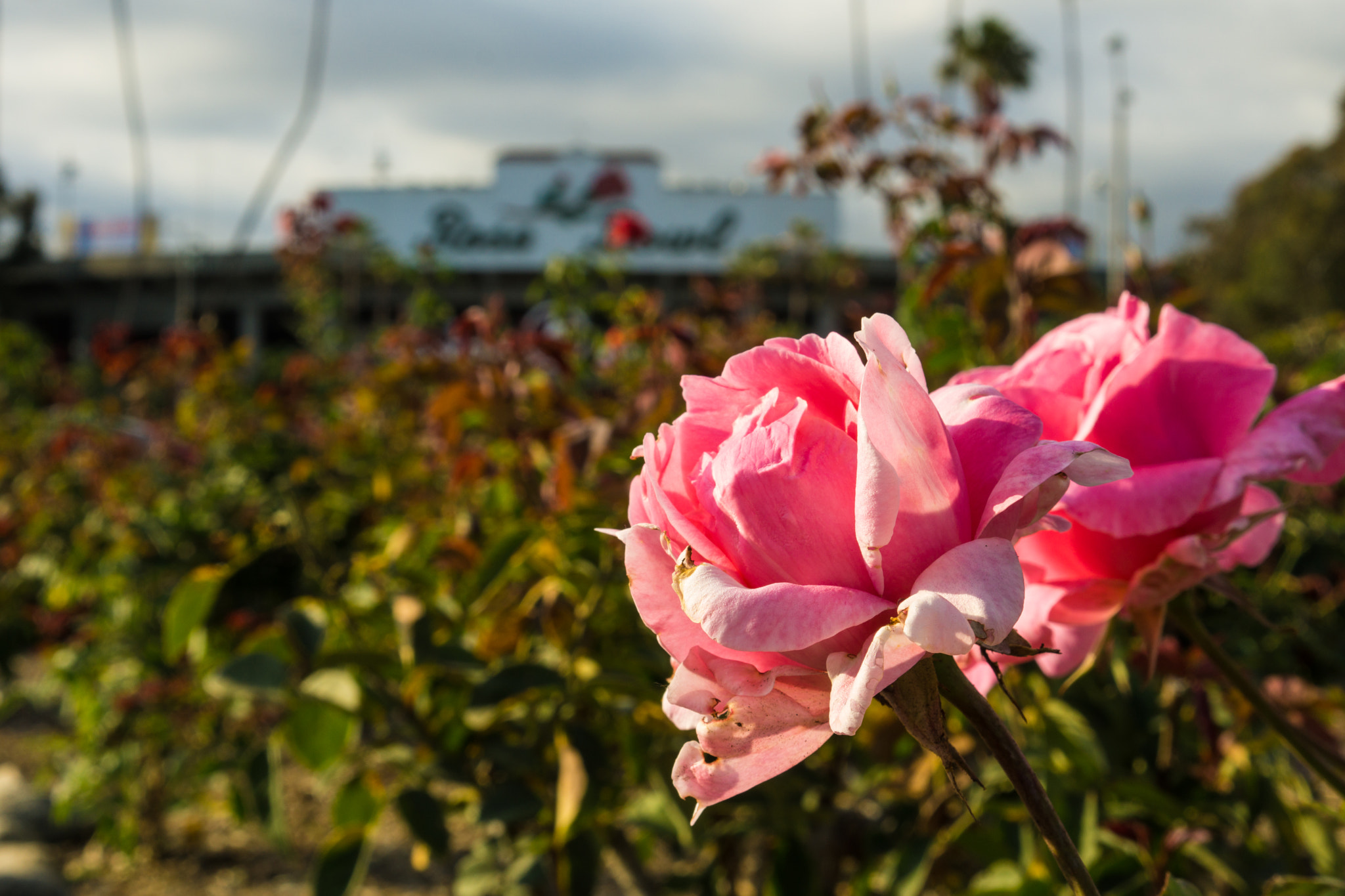 Sony a6000 + Sony Sonnar T* FE 35mm F2.8 ZA sample photo. The rose bowl photography