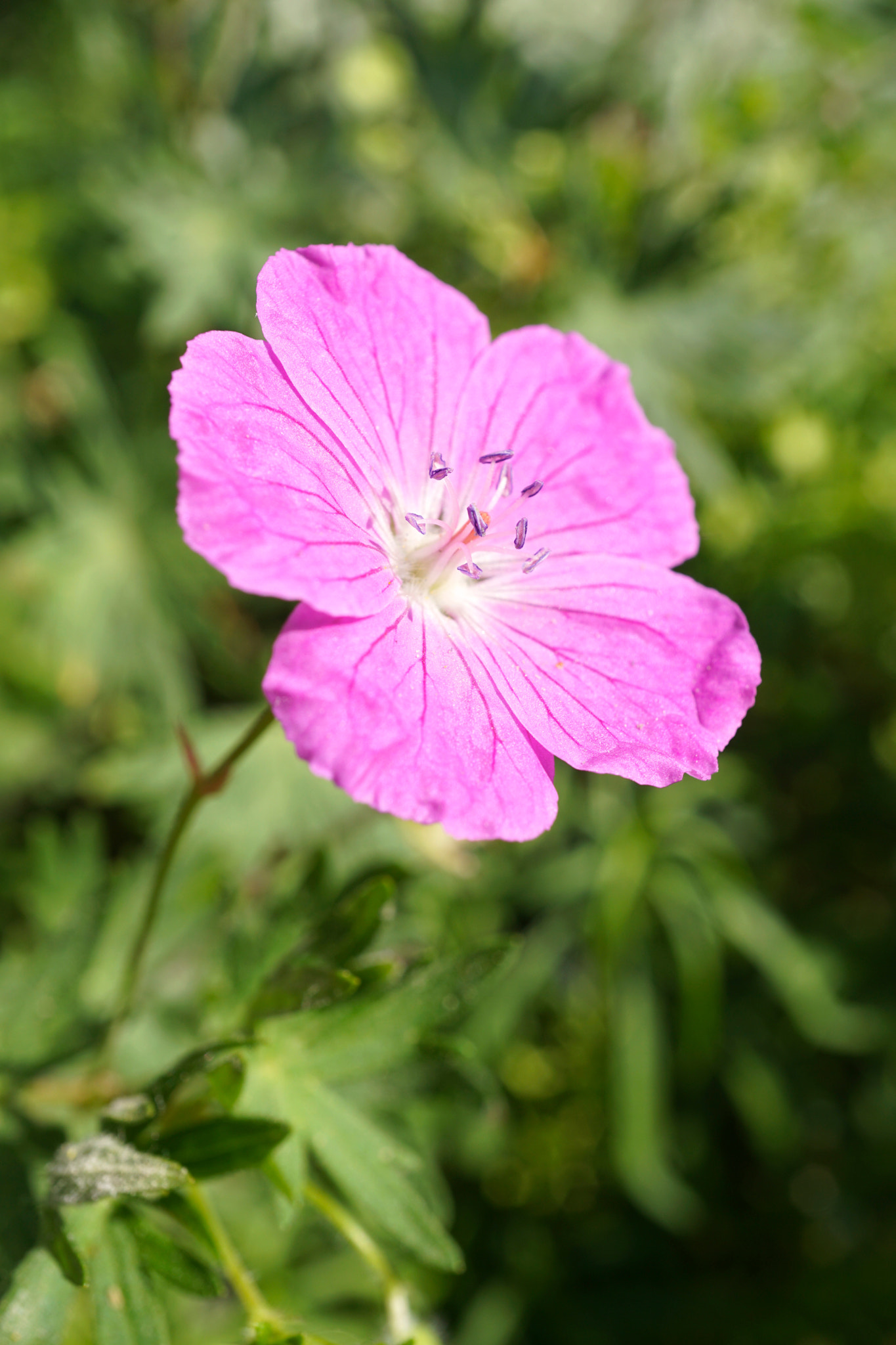 Sony a6000 + Sony E 30mm F3.5 sample photo. Pretty geranium! photography